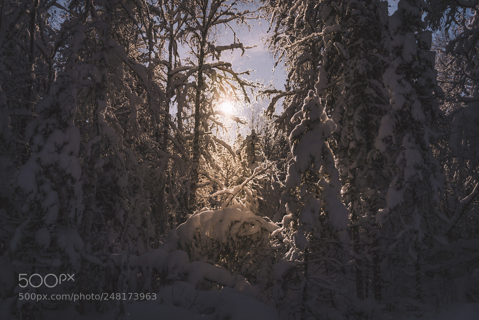 Nikon D610 sample photo. Light in the forest photography