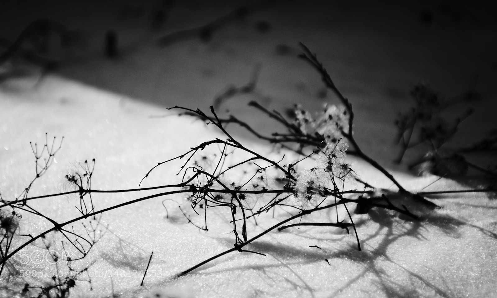 Sony Alpha DSLR-A900 sample photo. Black line photography