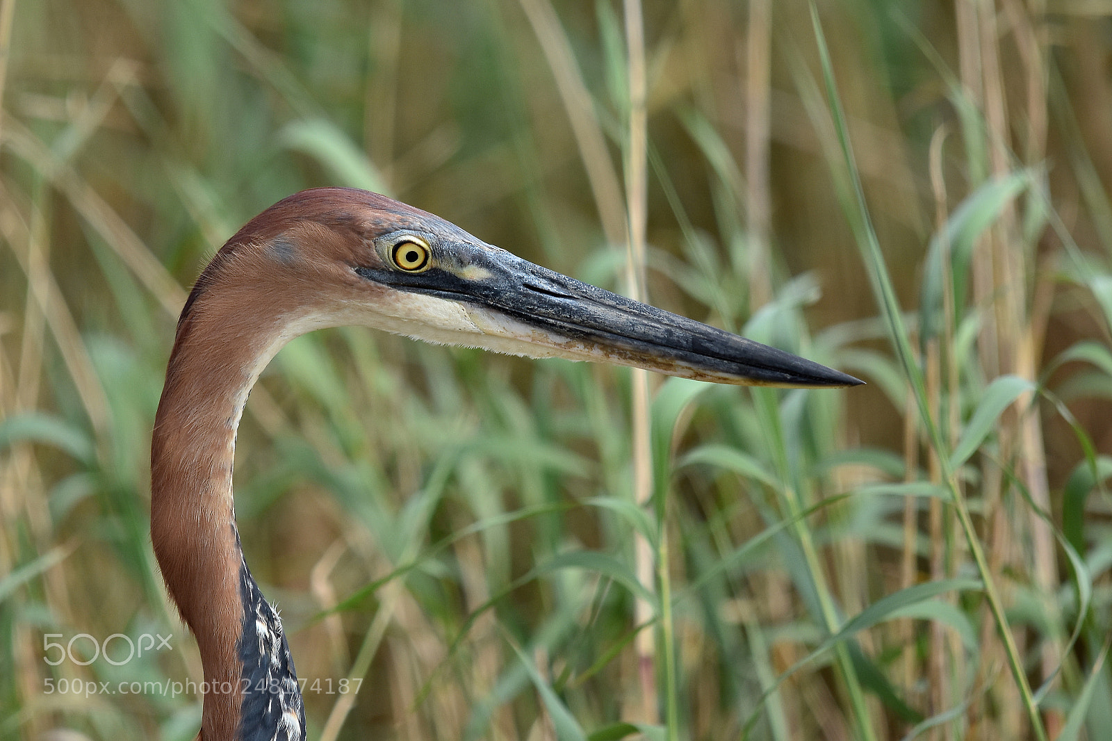 Nikon D7200 sample photo. Purple heron photography