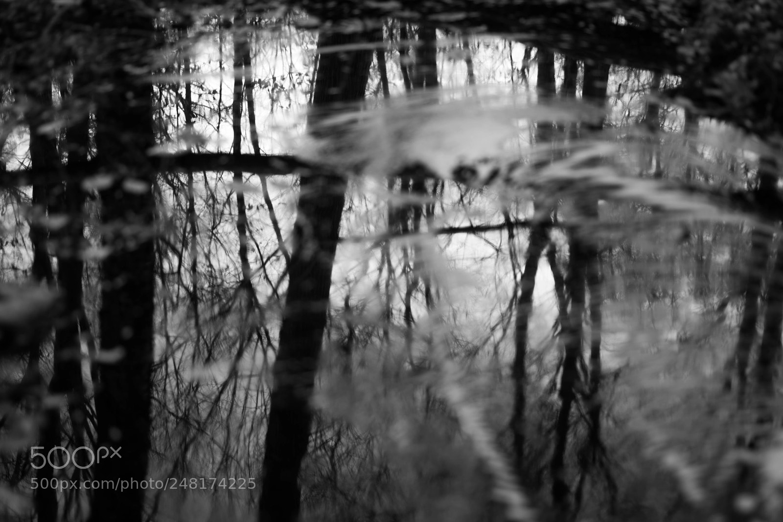 Pentax K-1 sample photo. Forest below our feet photography