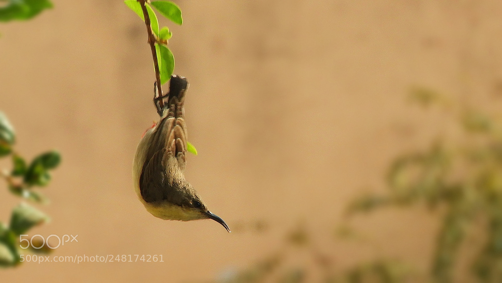 Nikon Coolpix B700 sample photo. In my action,,,, photography
