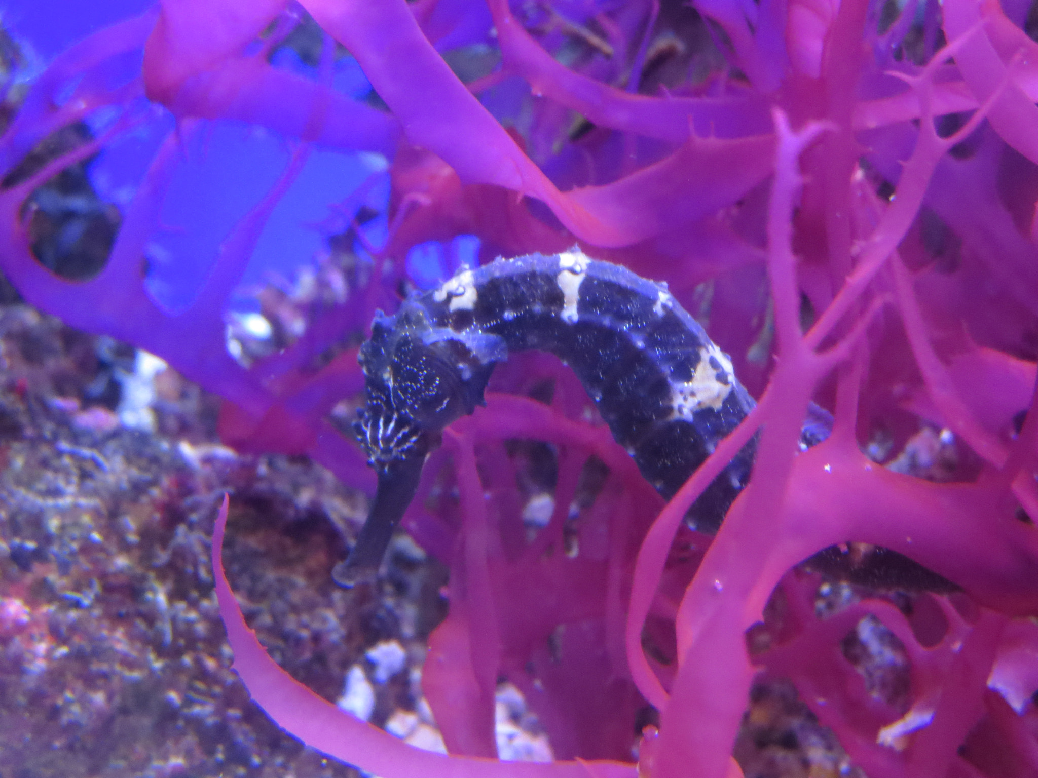 Canon PowerShot ELPH 330 HS (IXUS 255 HS / IXY 610F) sample photo. Sea horse of the coral photography