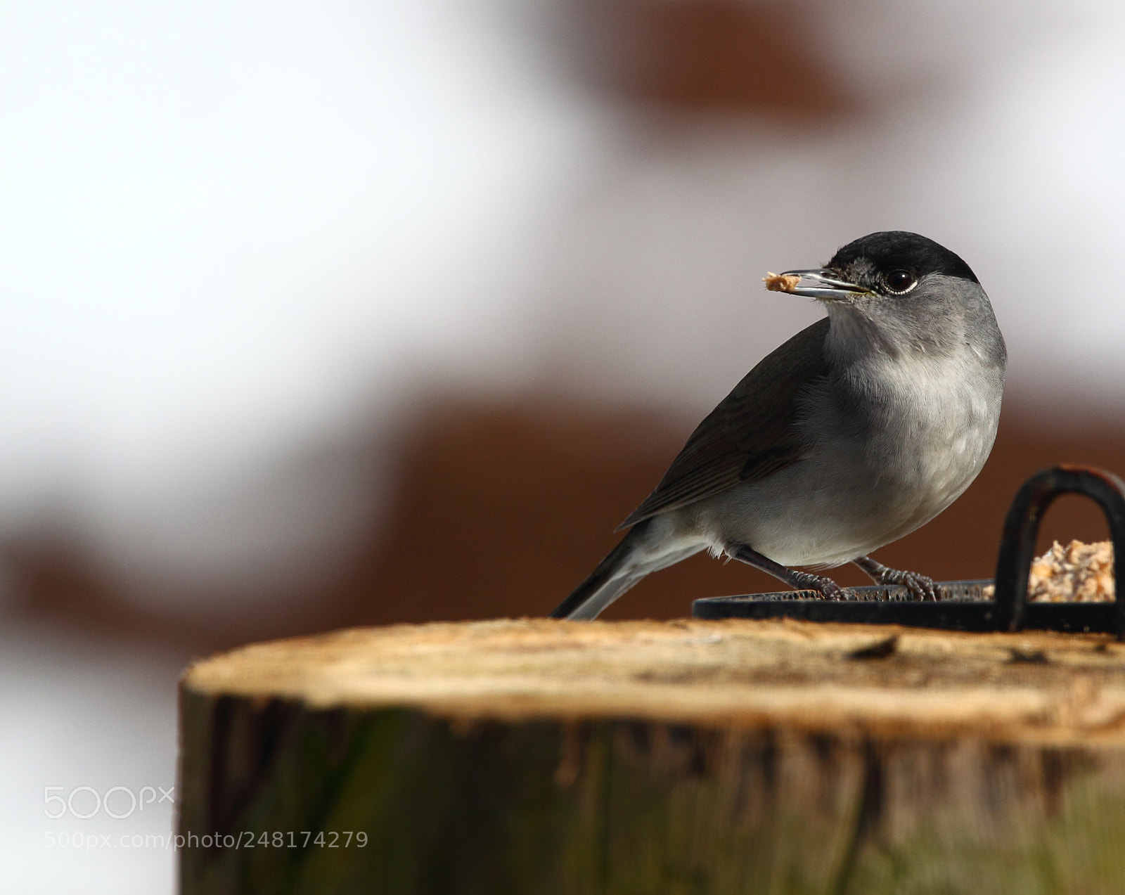 Canon EOS-1D Mark IV sample photo. Blackcap photography