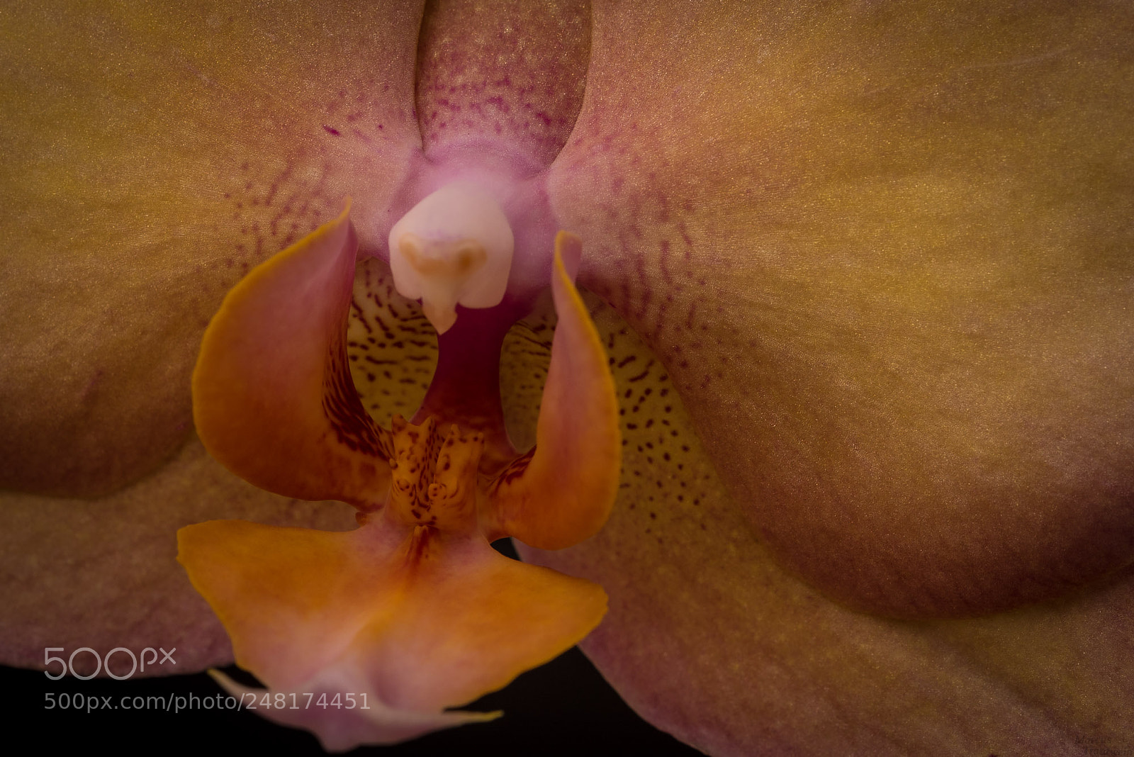 Nikon D750 sample photo. Dark yellow orchid photography