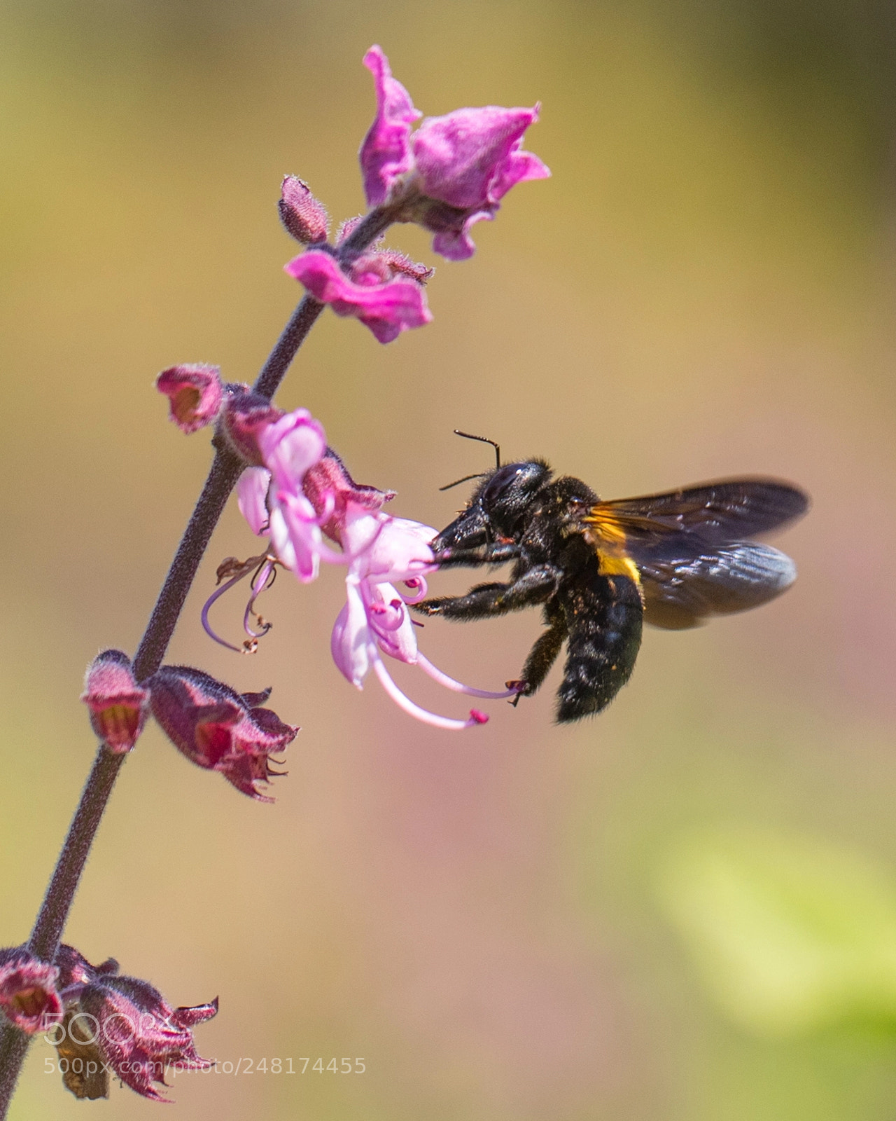 Canon EOS-1D X Mark II sample photo. Bumble bee, kirstenbosch photography