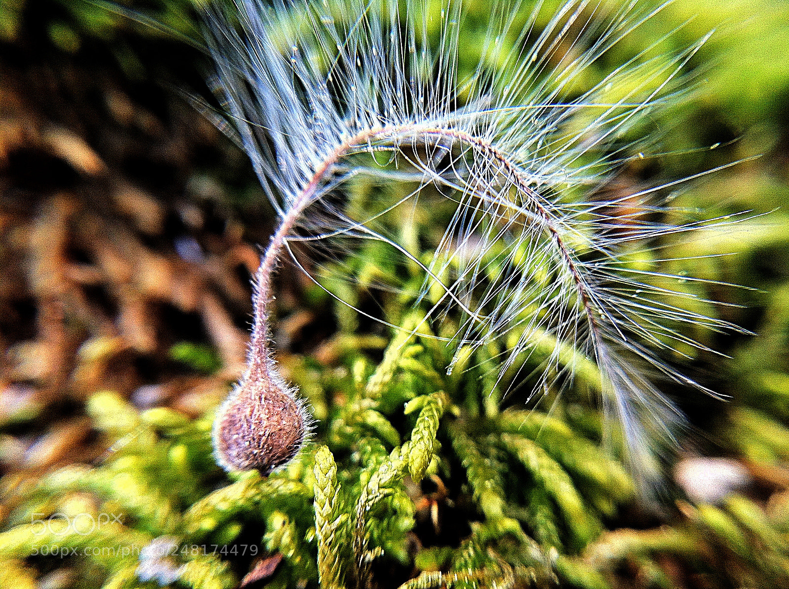 Apple iPhone 4 sample photo. Seed macro photography