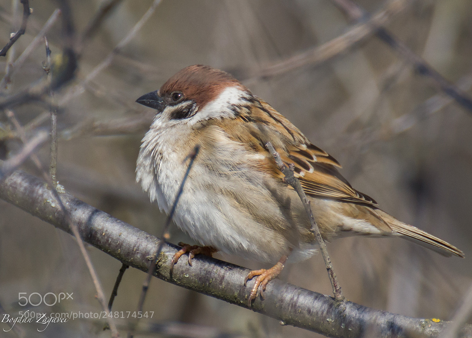Canon EOS 60D sample photo. Eurasian tree sparrow passer photography