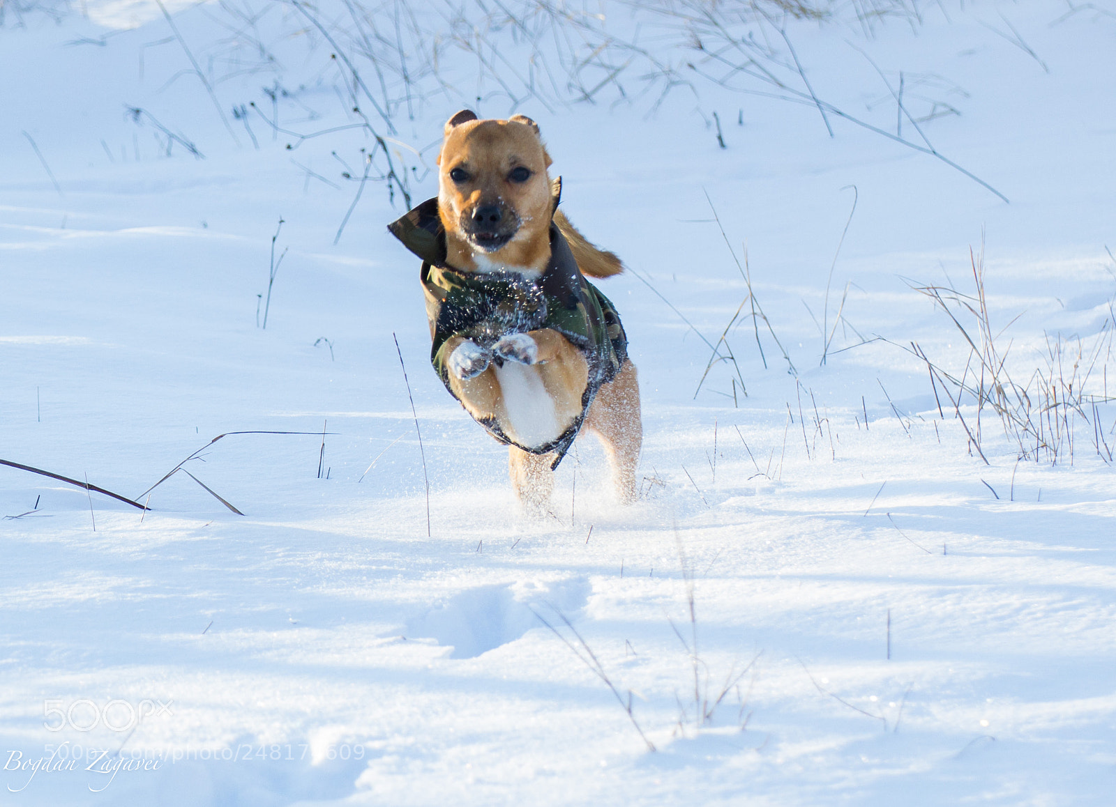 Canon EOS 60D sample photo. Dog-picutsu photography