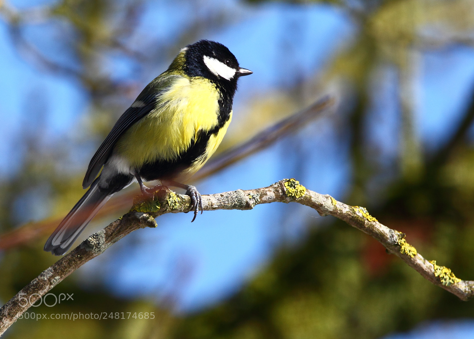 Canon EOS-1D Mark IV sample photo. Great tit photography