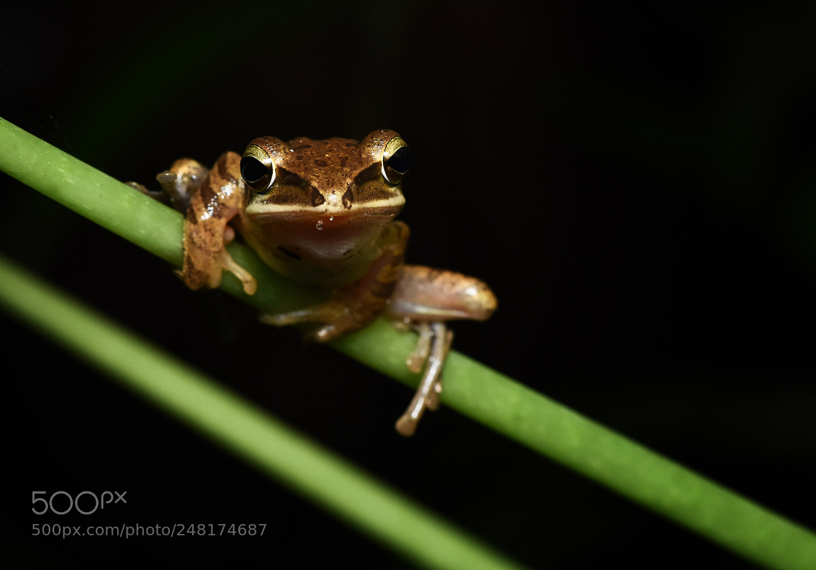 Nikon D7200 sample photo. Frog photography