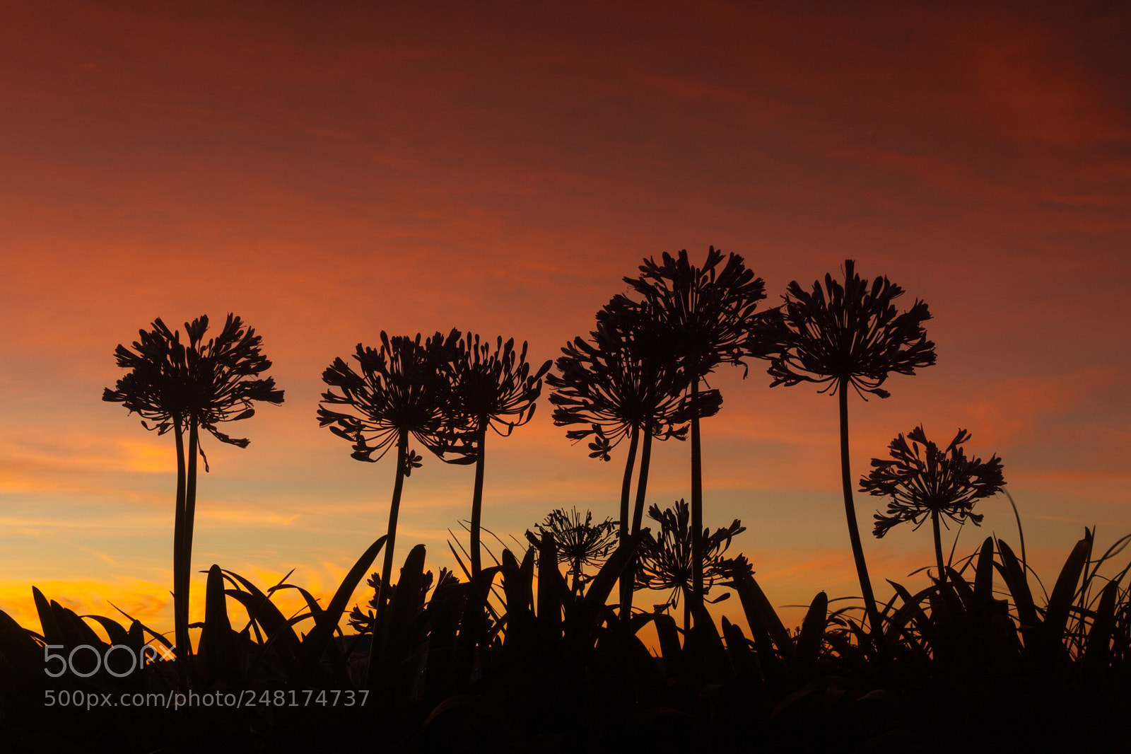 Canon EOS 1000D (EOS Digital Rebel XS / EOS Kiss F) sample photo. Agapanthus and sunrise photography