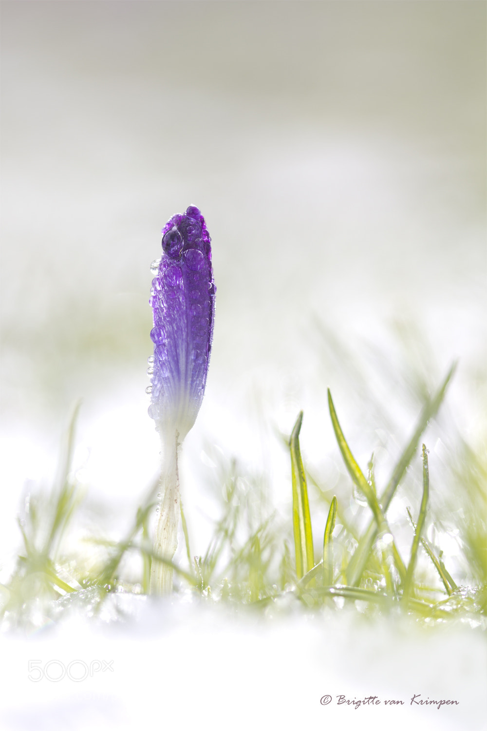 Canon EOS 60D sample photo. Last man standing photography