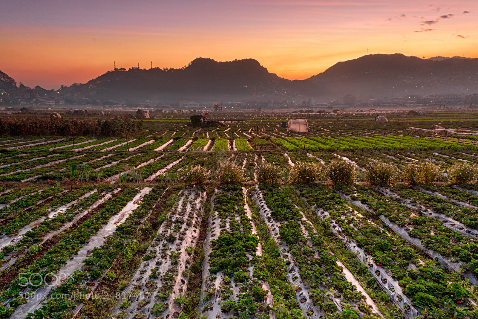 Canon EOS 1000D (EOS Digital Rebel XS / EOS Kiss F) sample photo. Sunrise at strawberry farm photography