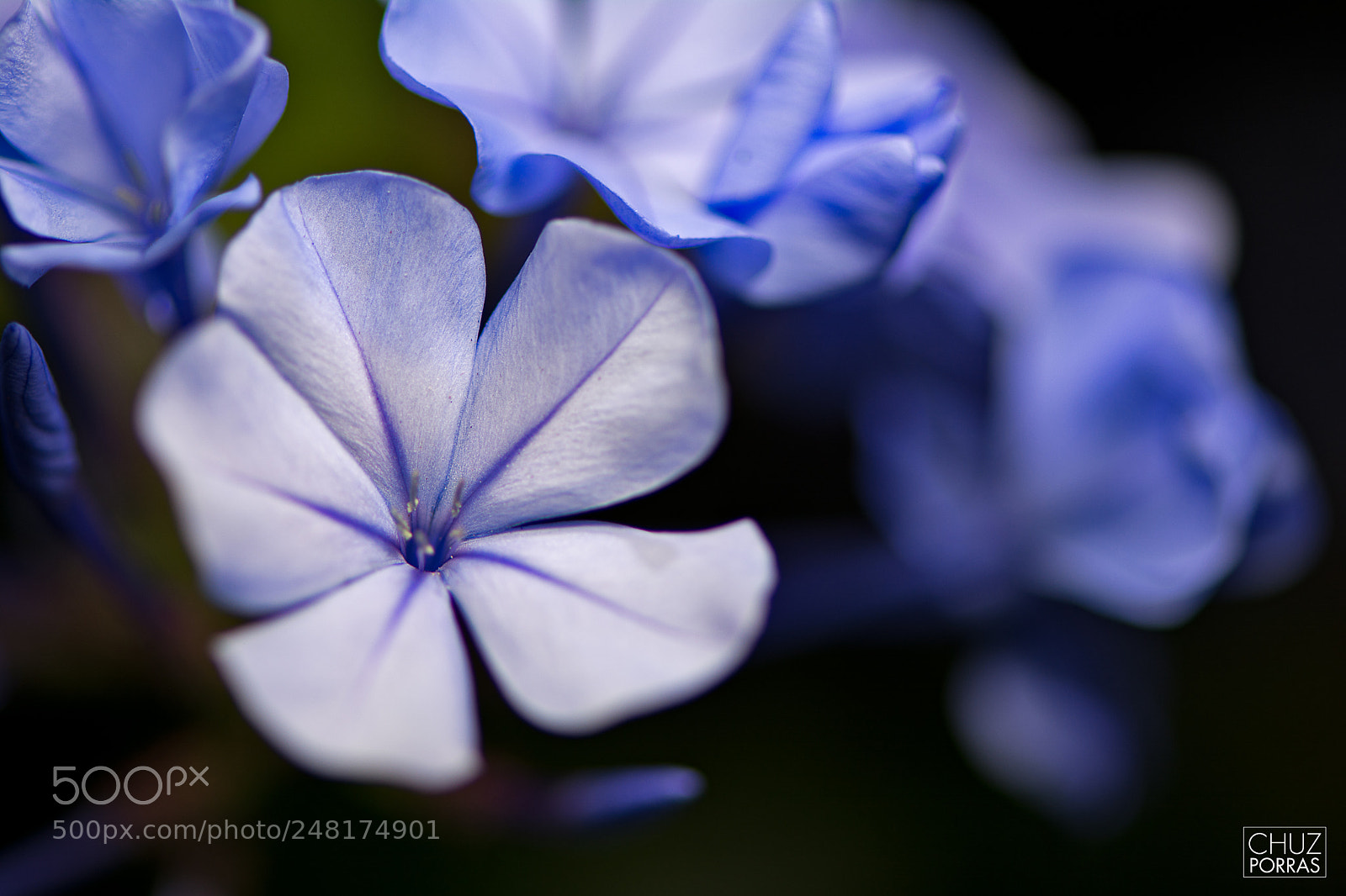 Nikon D7100 sample photo. Flowers photography