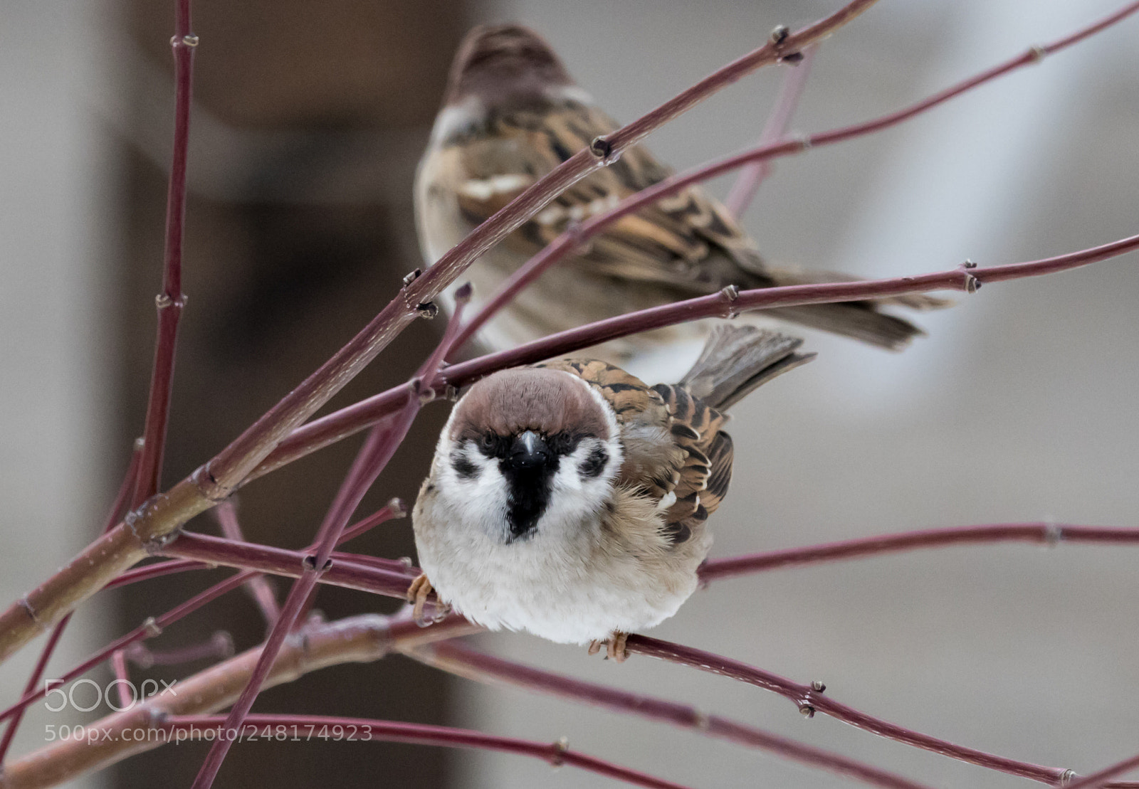 Canon EOS 7D Mark II sample photo. House sparrow photography