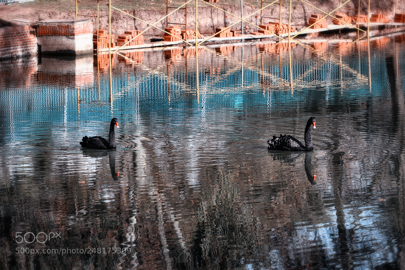 Canon EOS 80D sample photo. Black swans photography