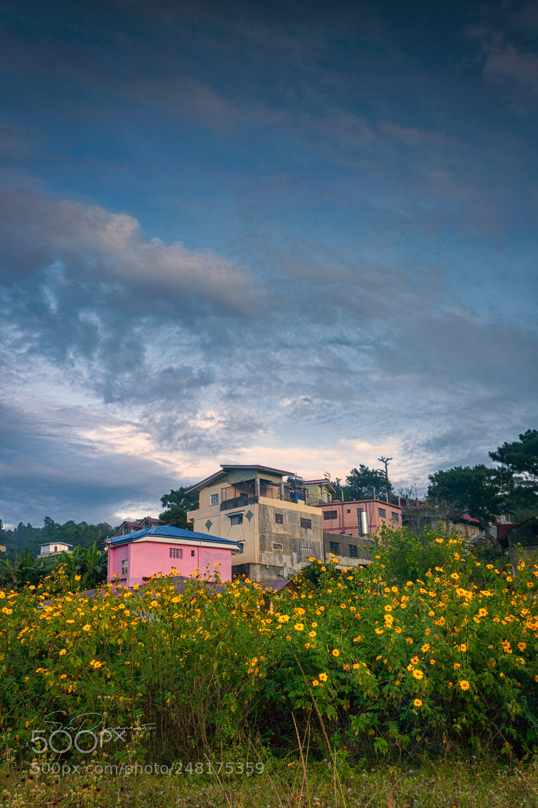 Canon EOS 1000D (EOS Digital Rebel XS / EOS Kiss F) sample photo. Wild sunflowers photography