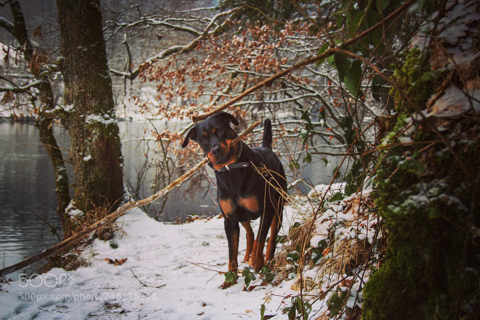 Canon EOS 650D (EOS Rebel T4i / EOS Kiss X6i) sample photo. Bonny mein hund ;) photography