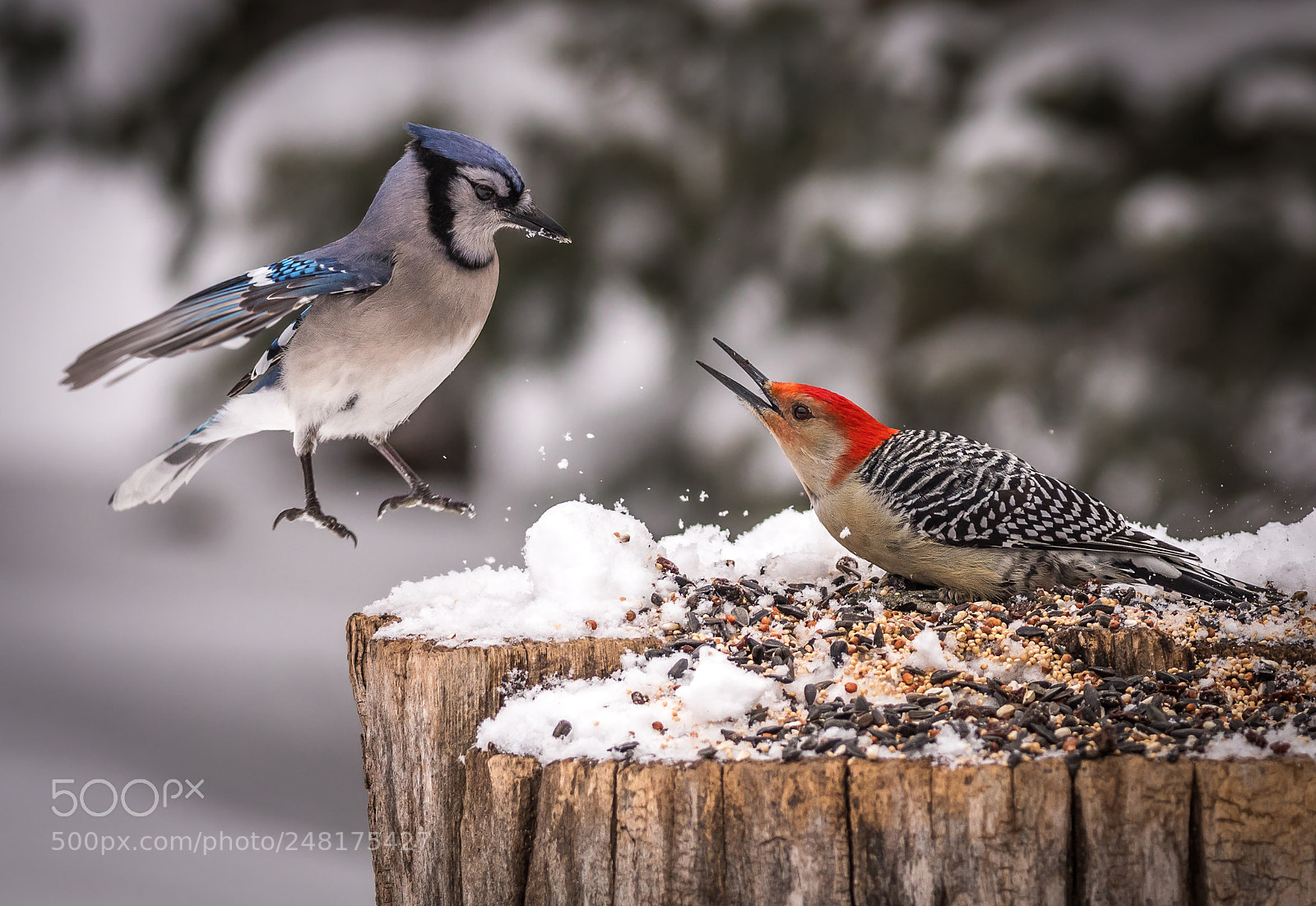 Nikon D500 sample photo. Woodpecker scaring off blue photography