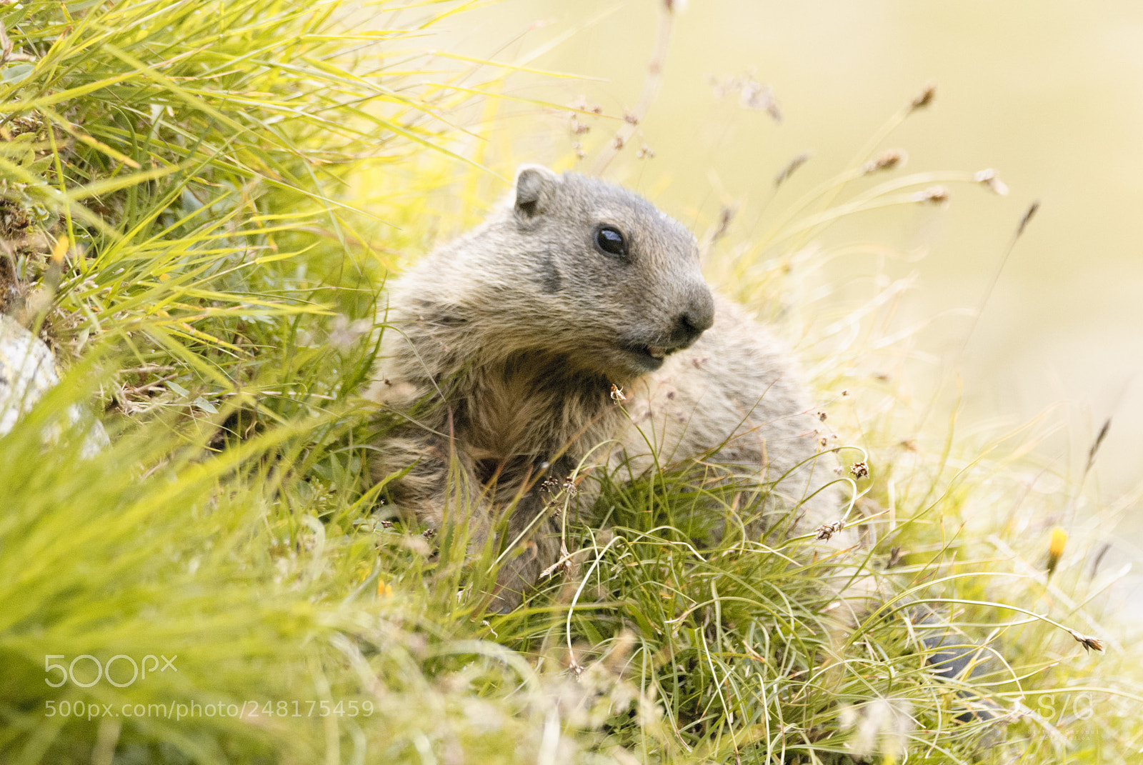 Nikon D80 sample photo. Marmot #8 photography