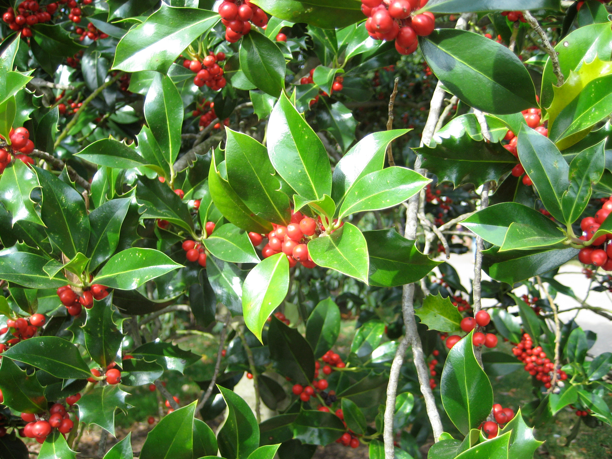 Canon DIGITAL IXUS 75 sample photo. Img o photography