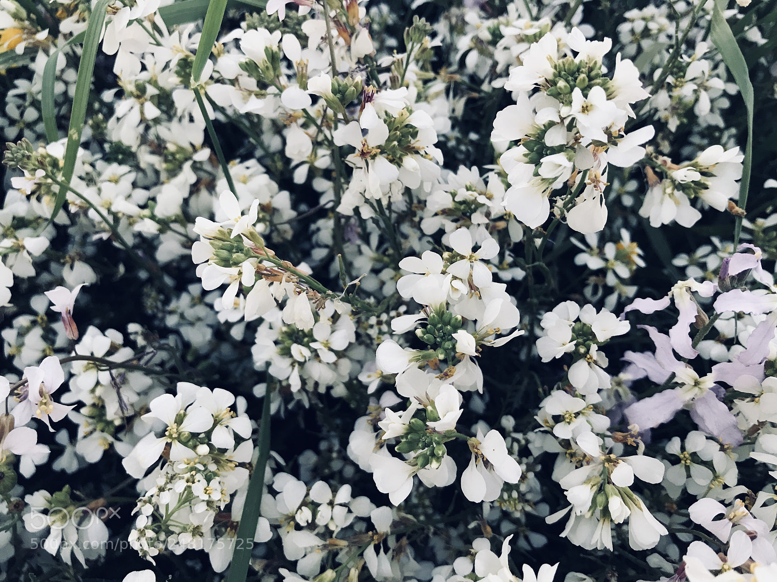 Apple iPhone 7 sample photo. Untitled photography