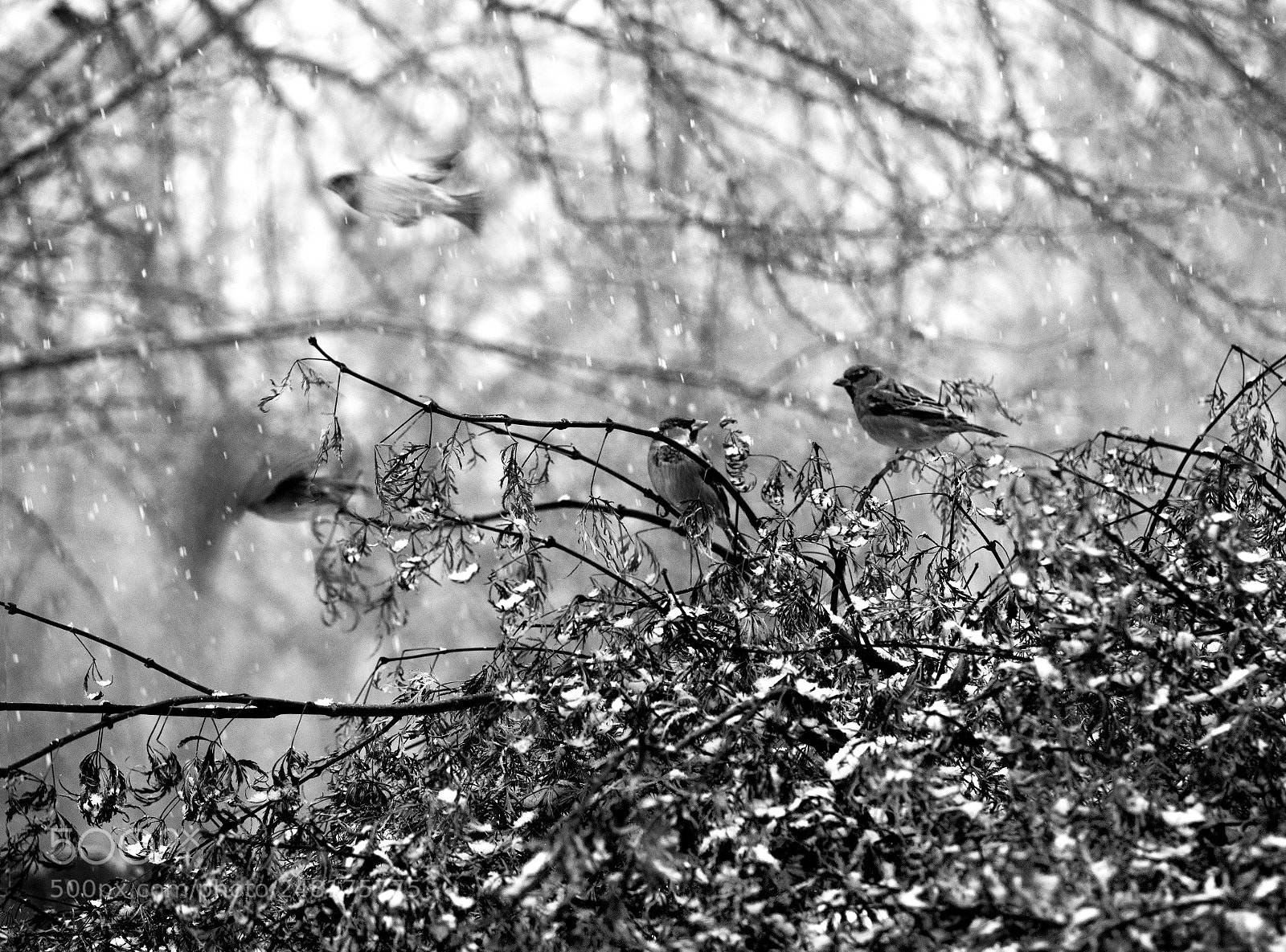 Olympus PEN-F sample photo. Day 35 photography