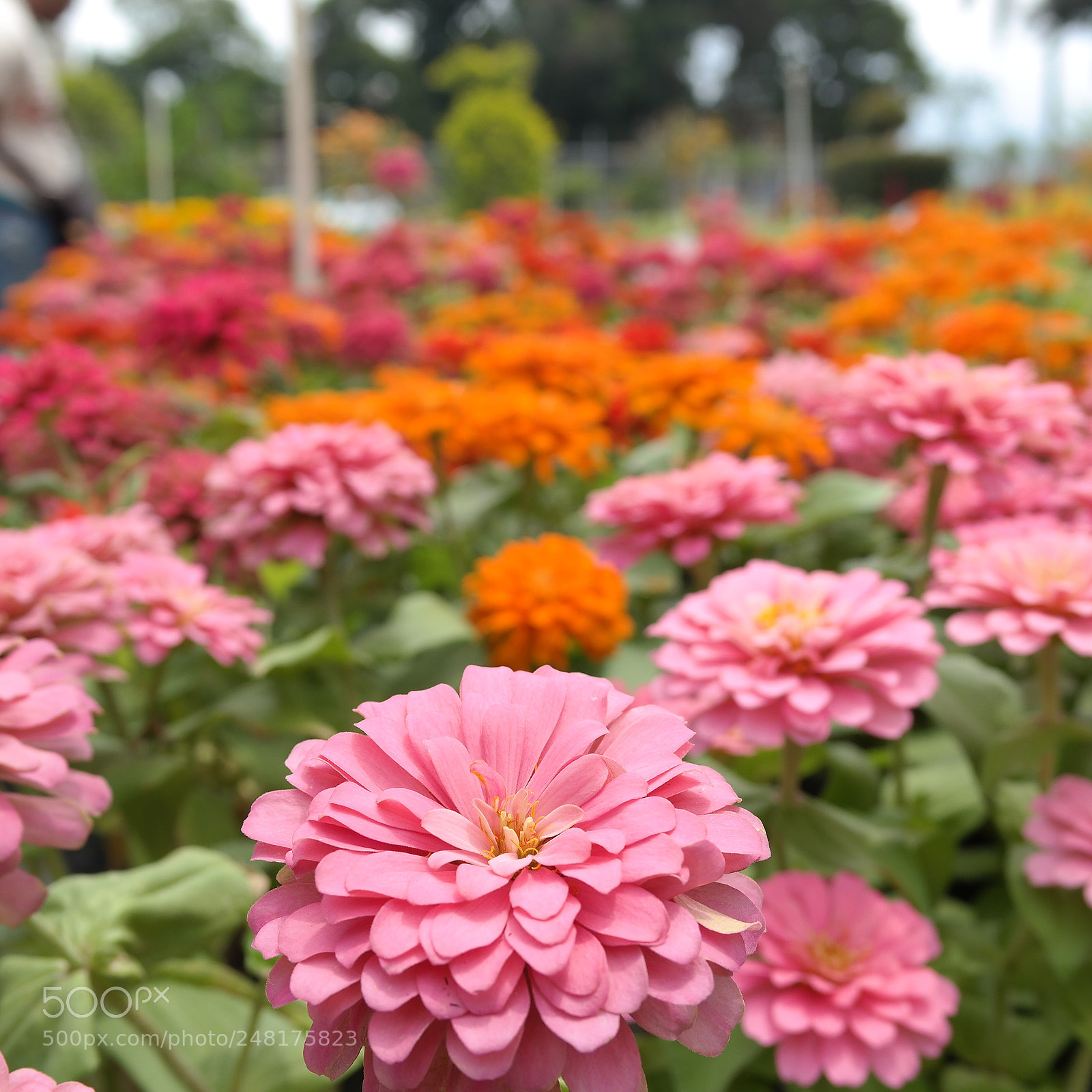 Samsung NX2000 sample photo. Zinnias photography