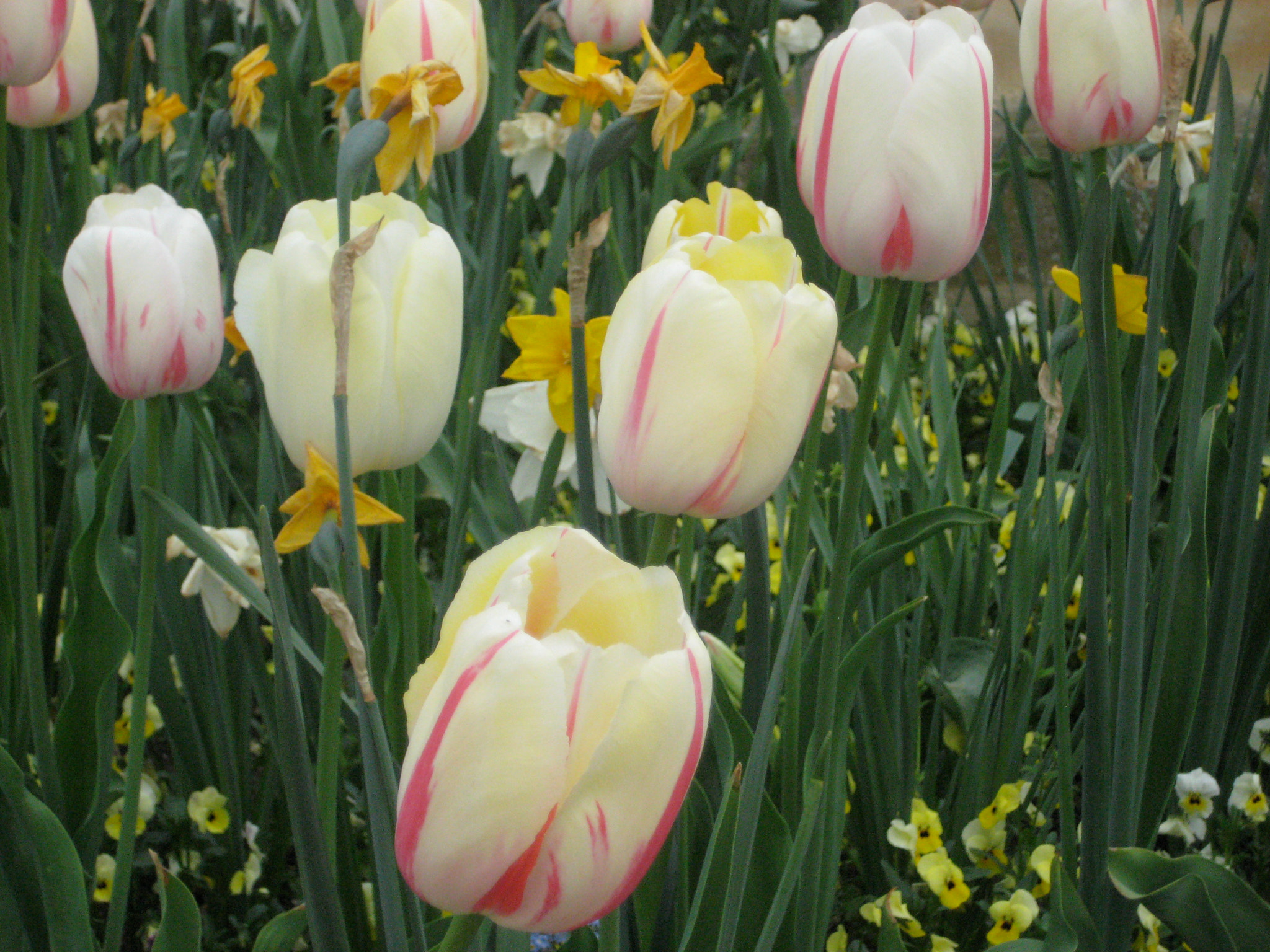 Canon DIGITAL IXUS 75 sample photo. Img o photography