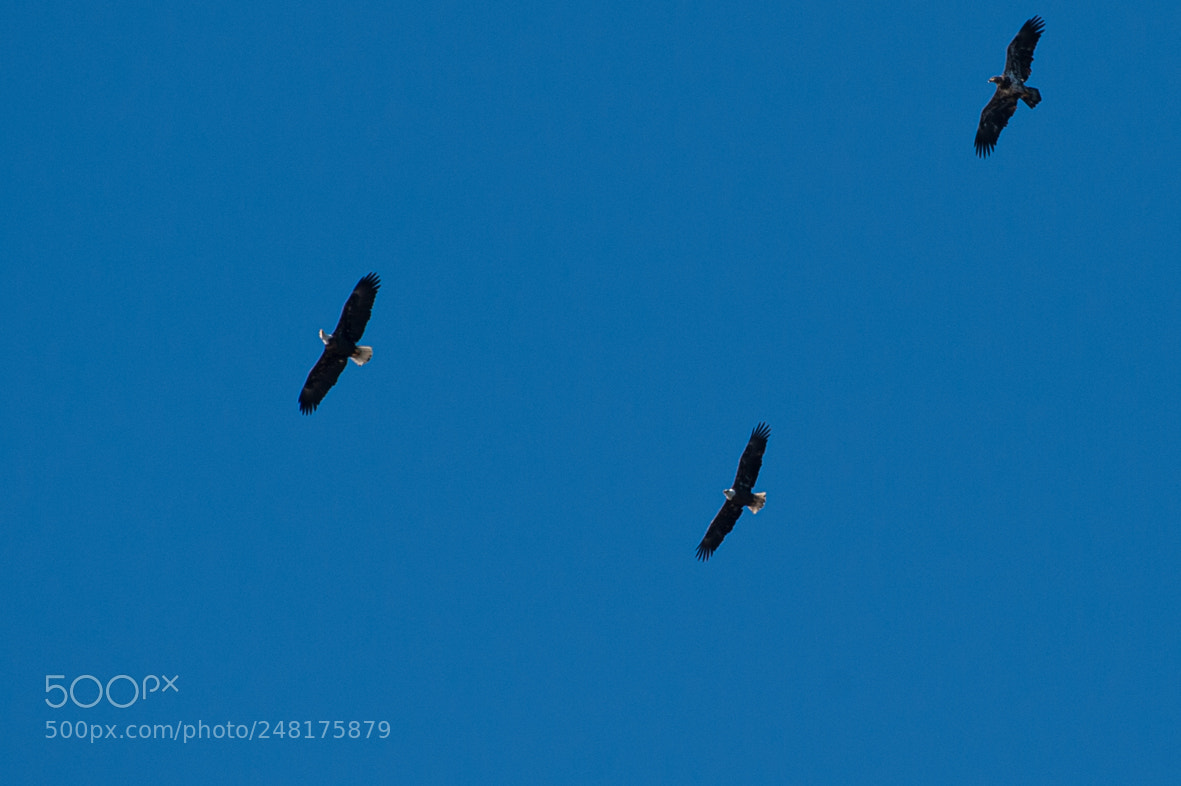 Nikon D700 sample photo. Eagles out for a photography