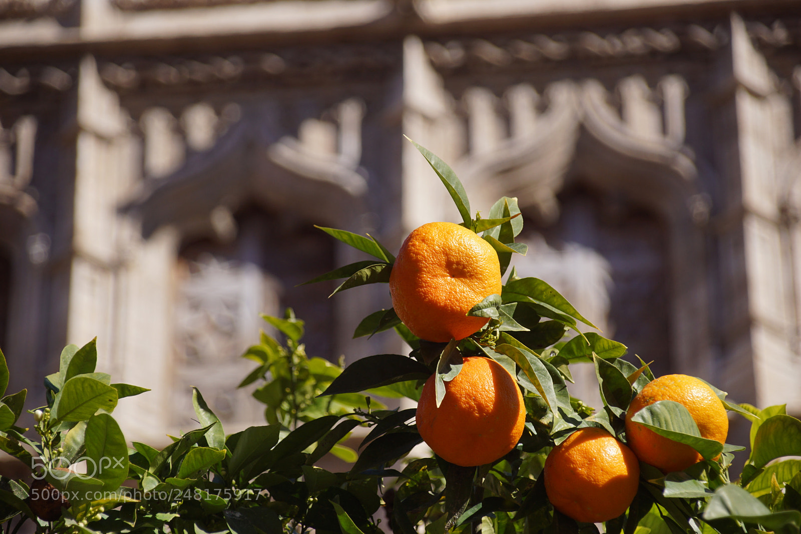 Sony SLT-A68 sample photo. Valencia, the city of photography