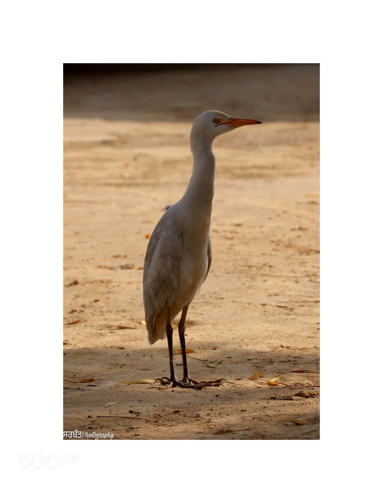 Canon EOS 77D (EOS 9000D / EOS 770D) sample photo. Untitled photography