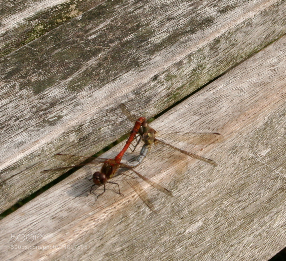 Canon EOS 350D (EOS Digital Rebel XT / EOS Kiss Digital N) sample photo. Img o photography