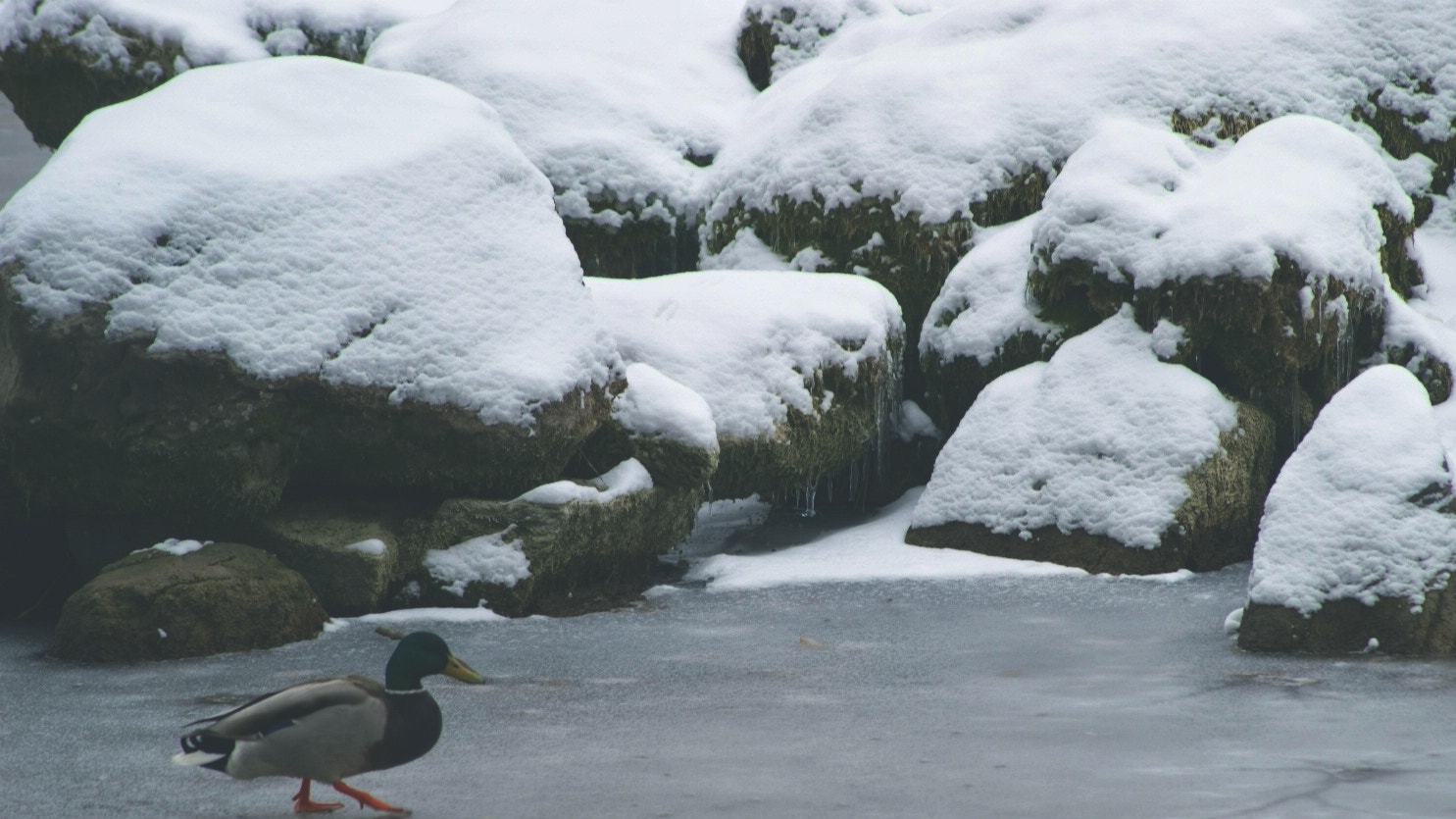 Sony Alpha DSLR-A380 sample photo. Take a walk on the iced side photography