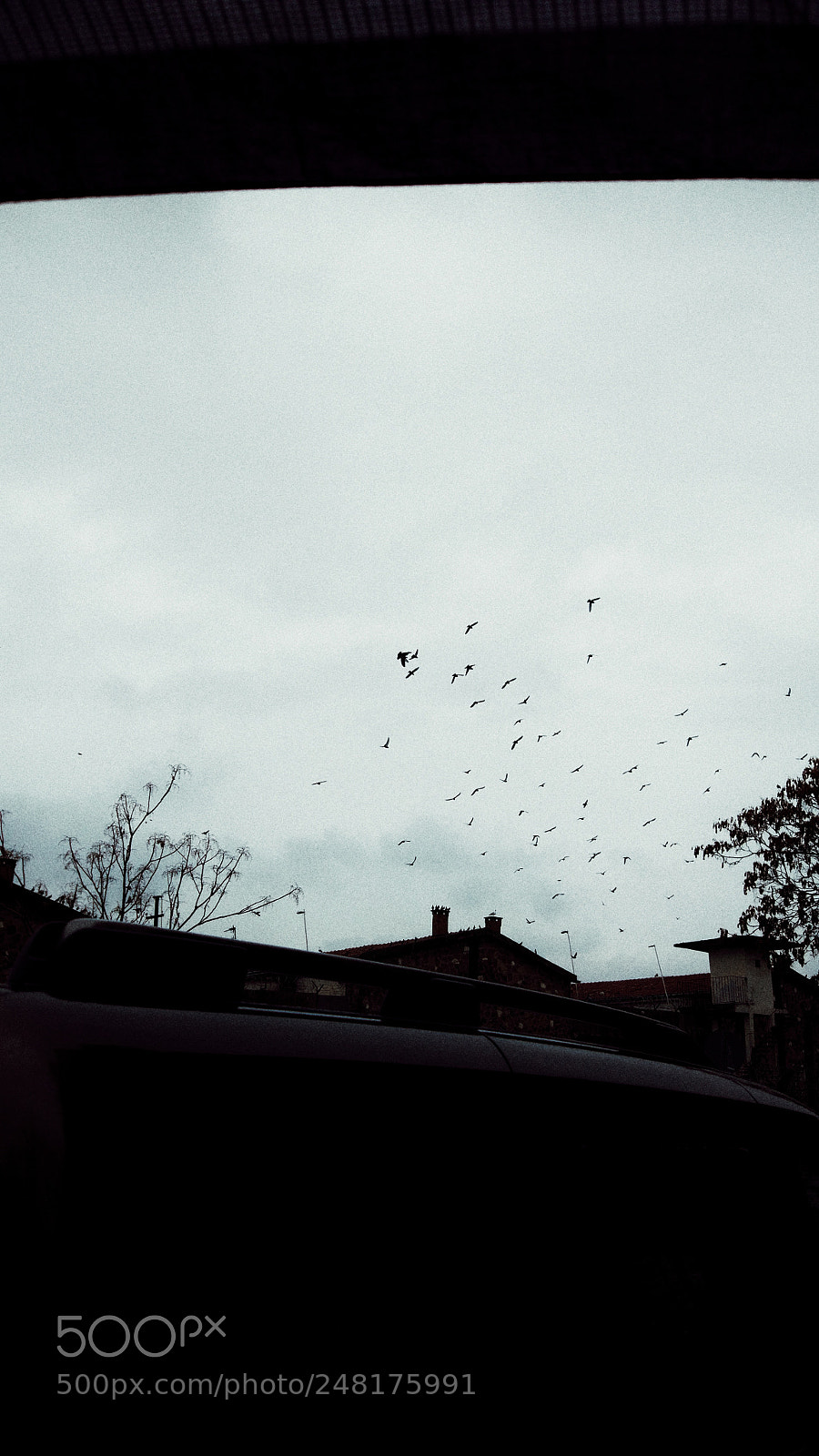 Xiaomi MI 5 sample photo. Birds. photography