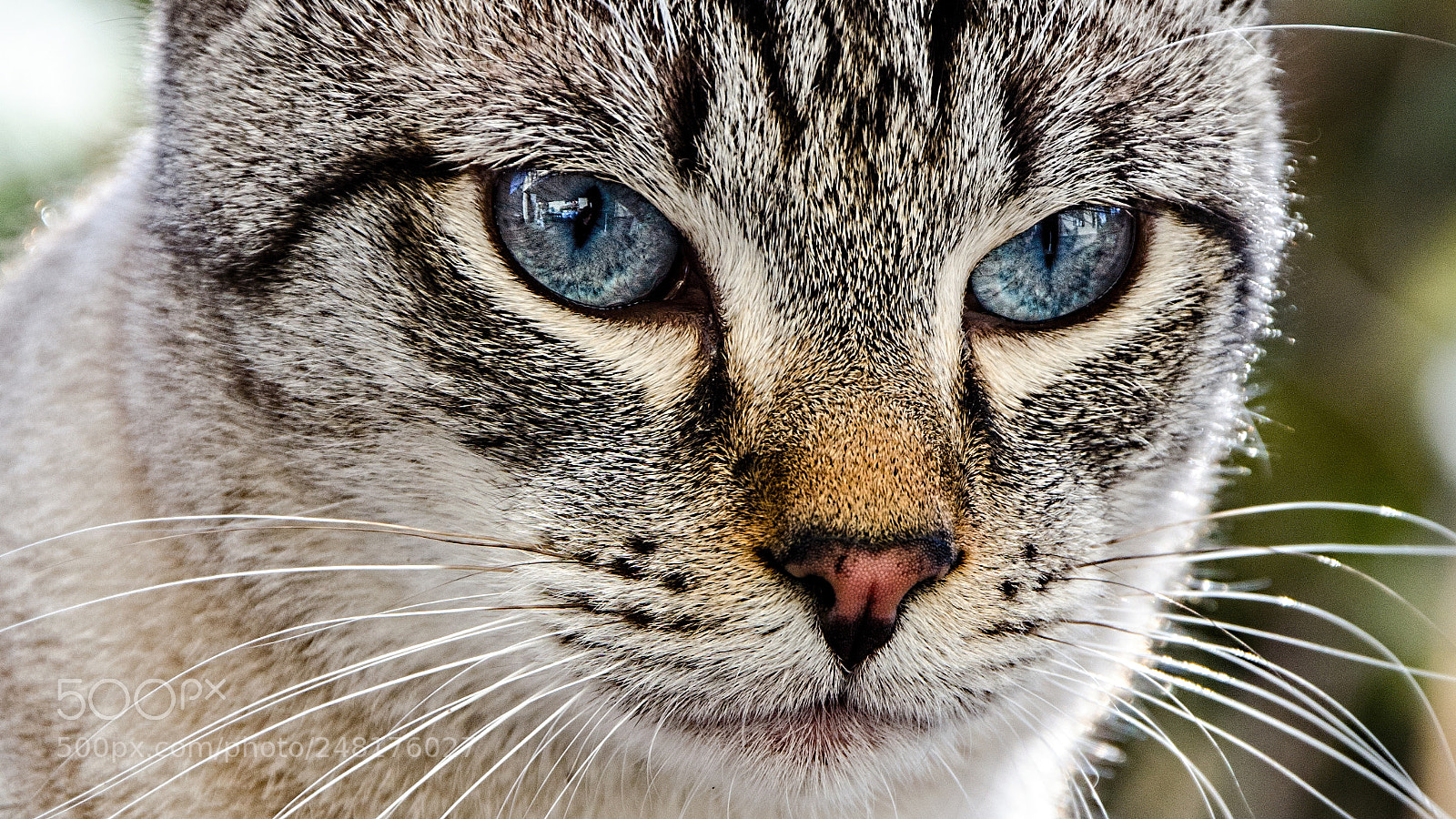 Nikon D5100 sample photo. My cat - ruffy 2018 photography