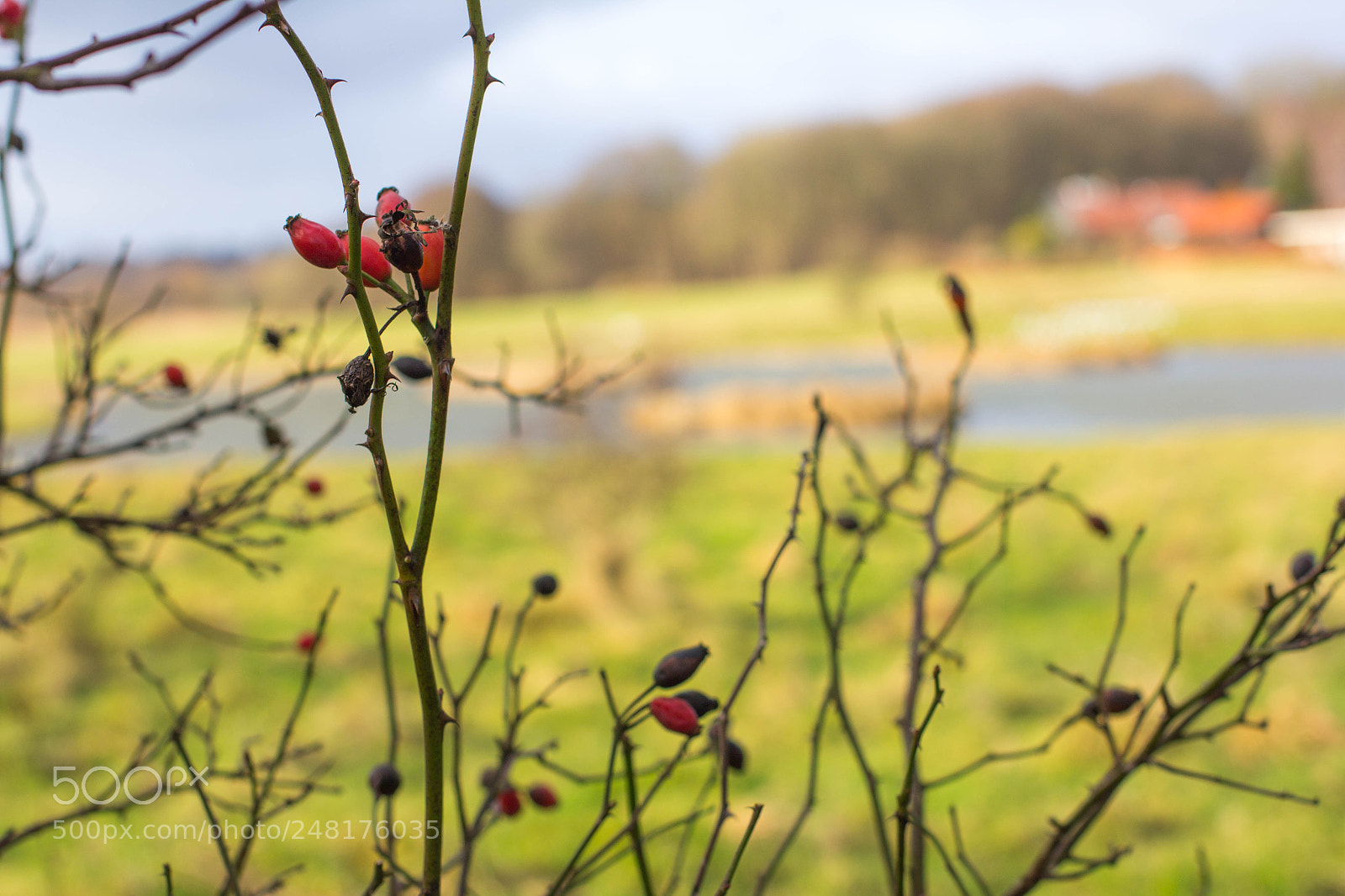Canon EOS 60D sample photo. Focus photography