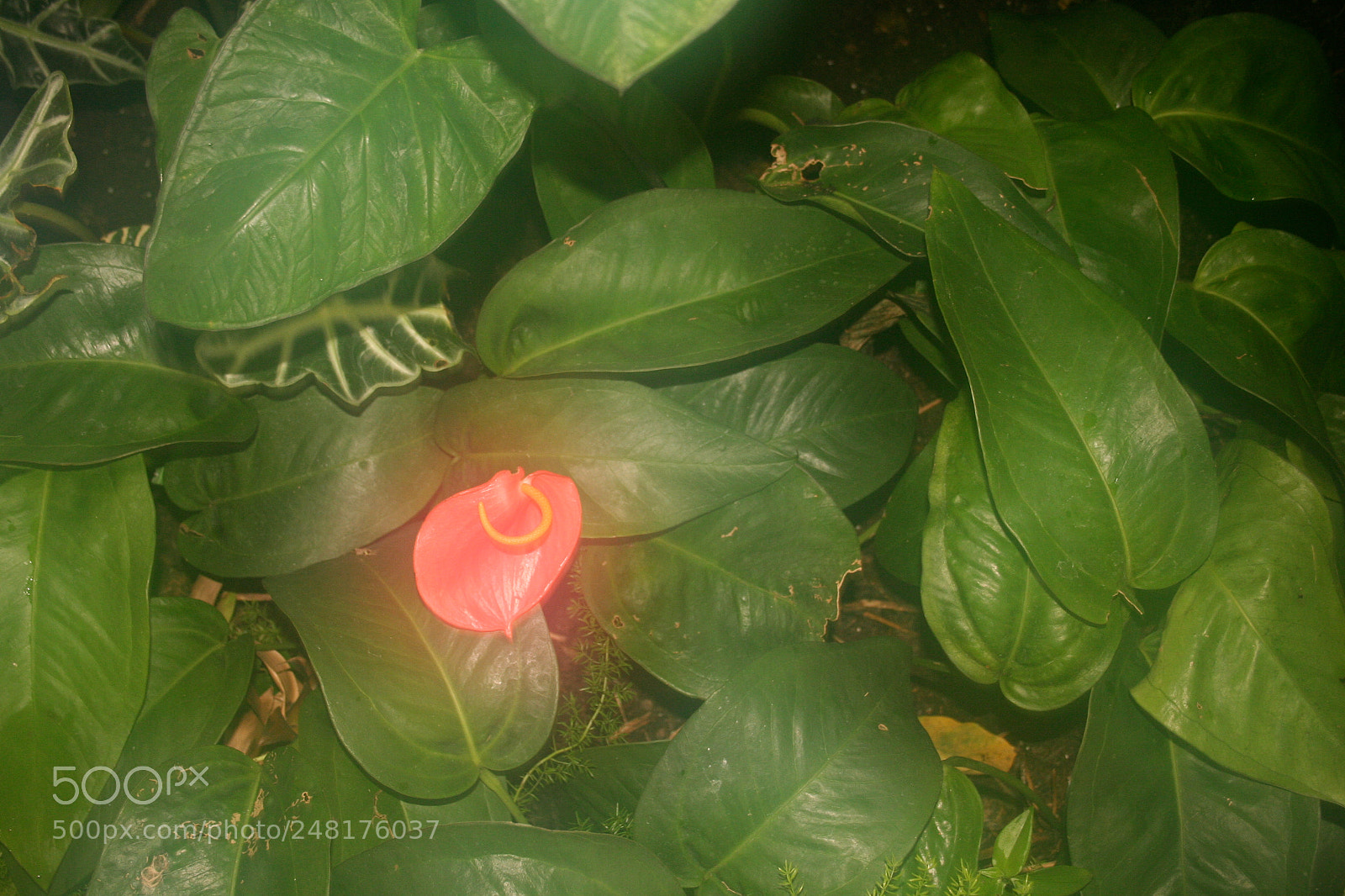 Canon EOS 350D (EOS Digital Rebel XT / EOS Kiss Digital N) sample photo. Img o photography
