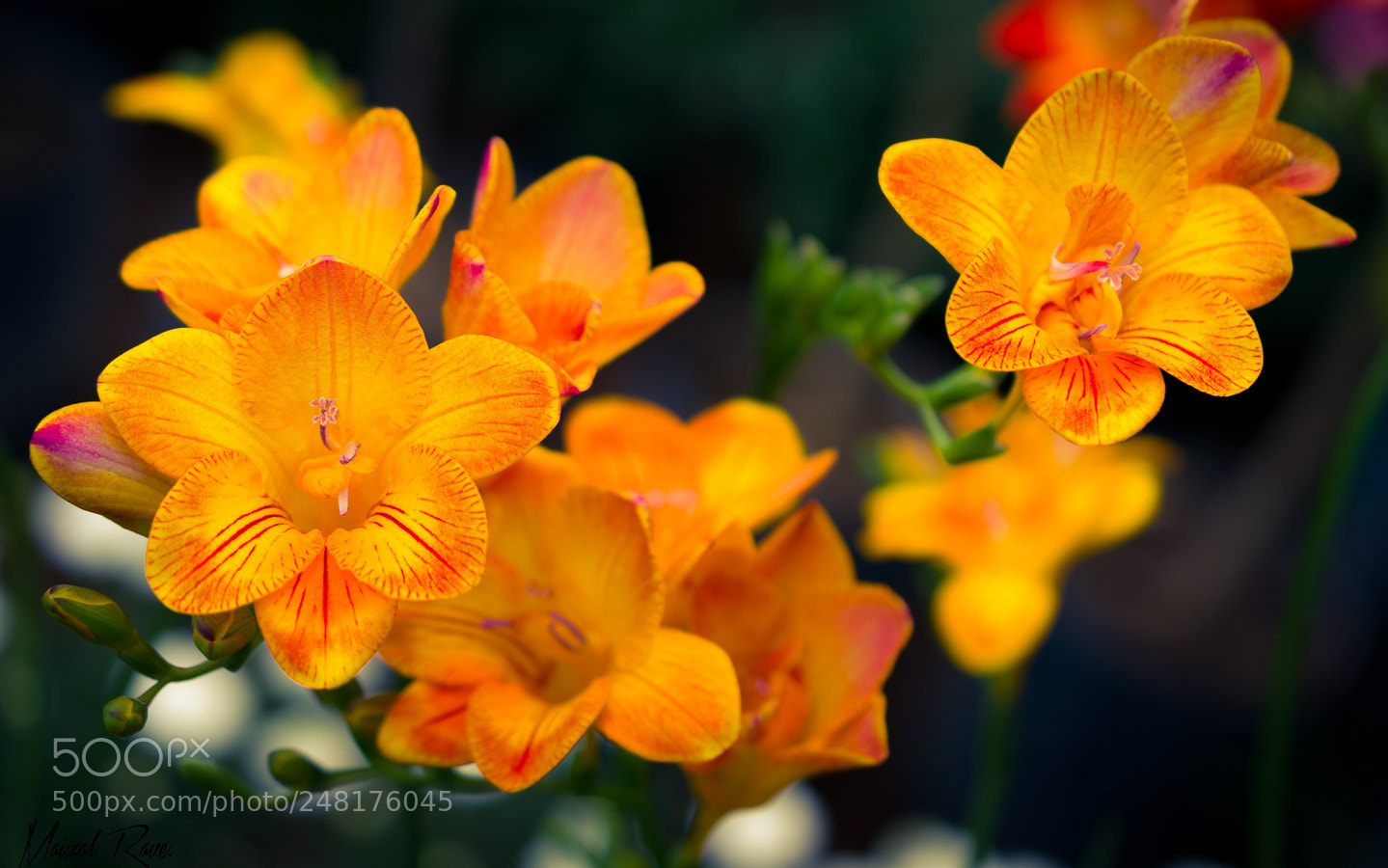 Nikon D3400 sample photo. Amarillo floral. photography