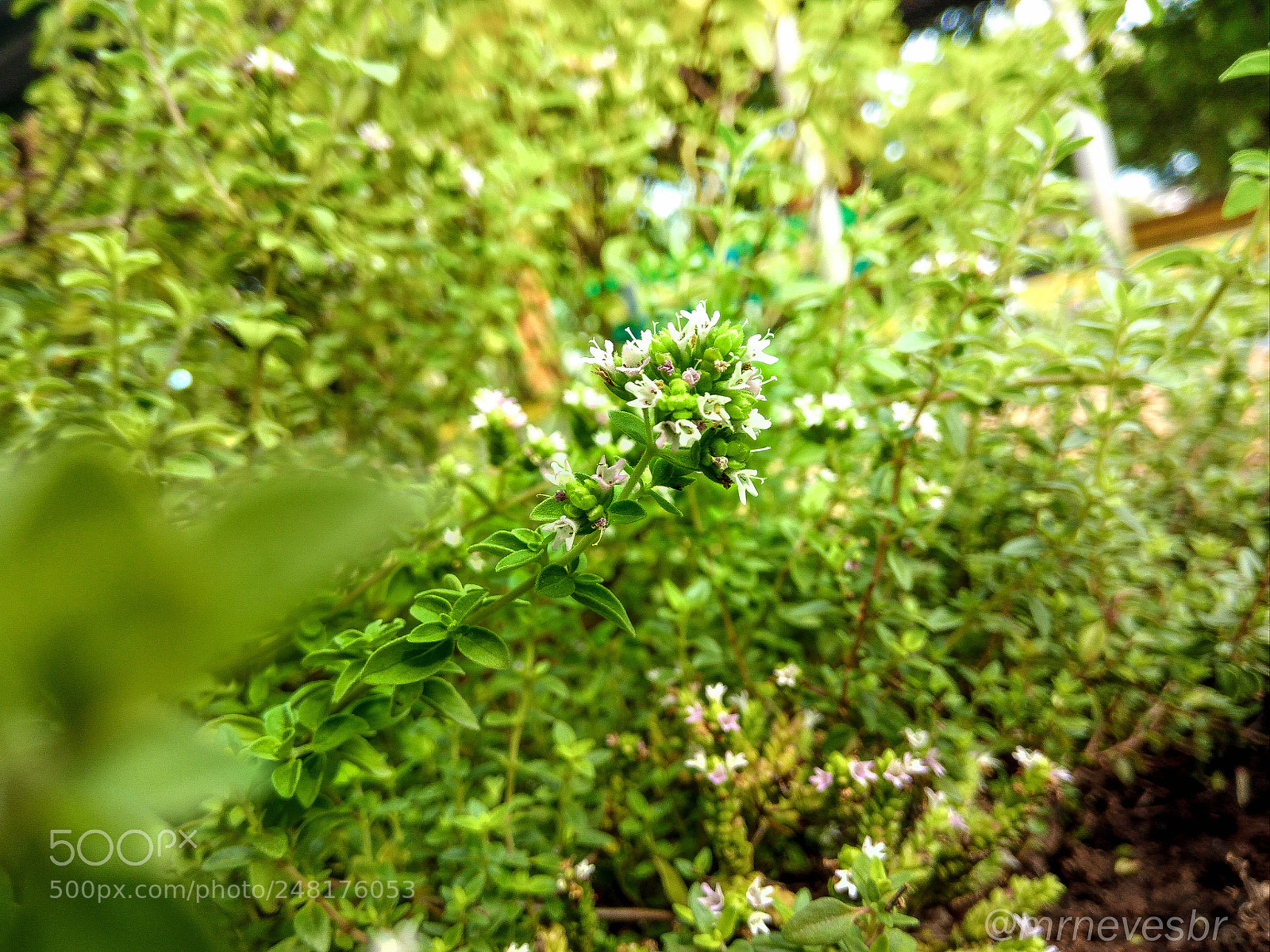 ASUS ZenFone 3 Max (ZC553KL) sample photo. Flowers photography
