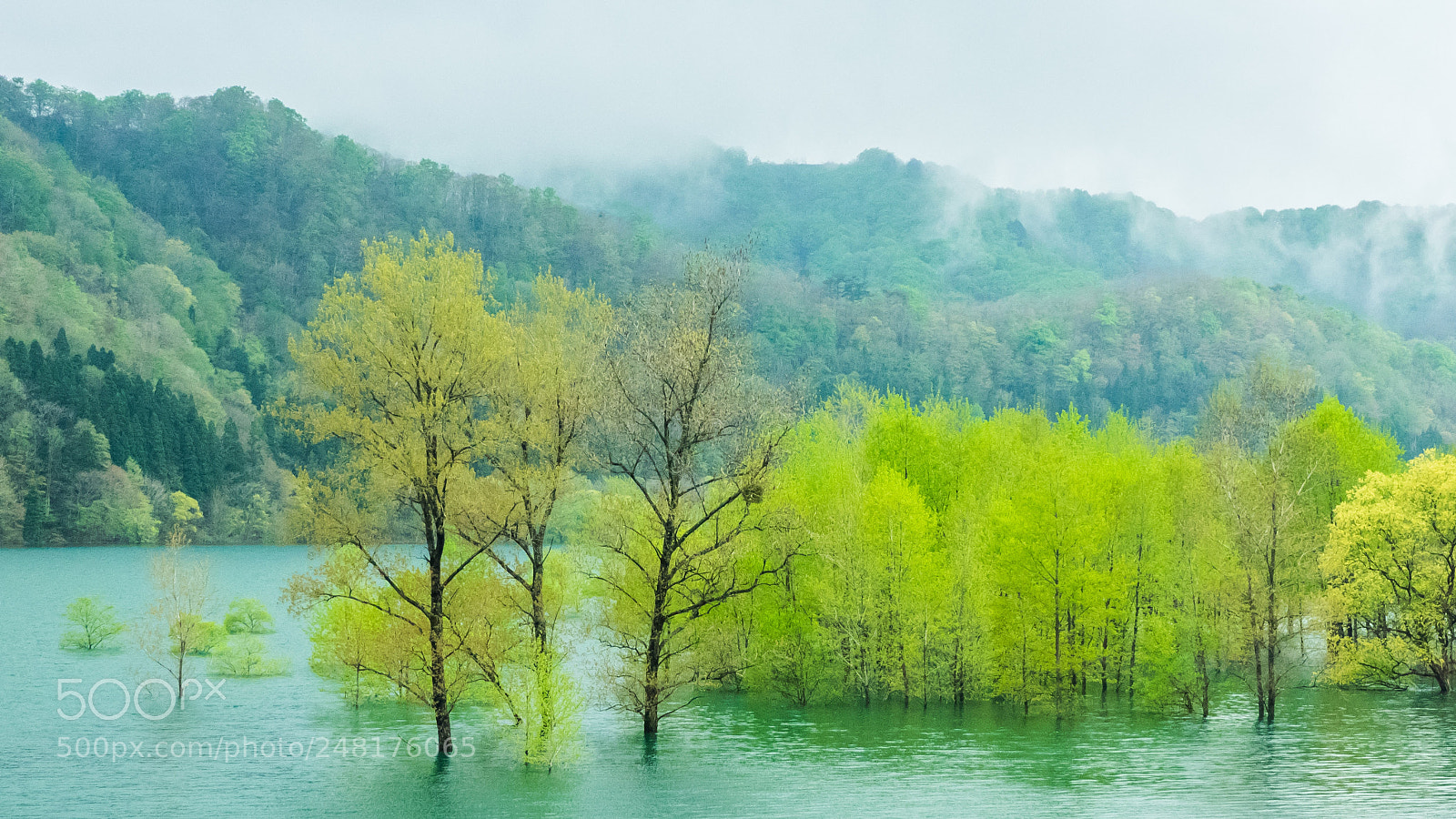 Olympus OM-D E-M1 sample photo. Water forest photography