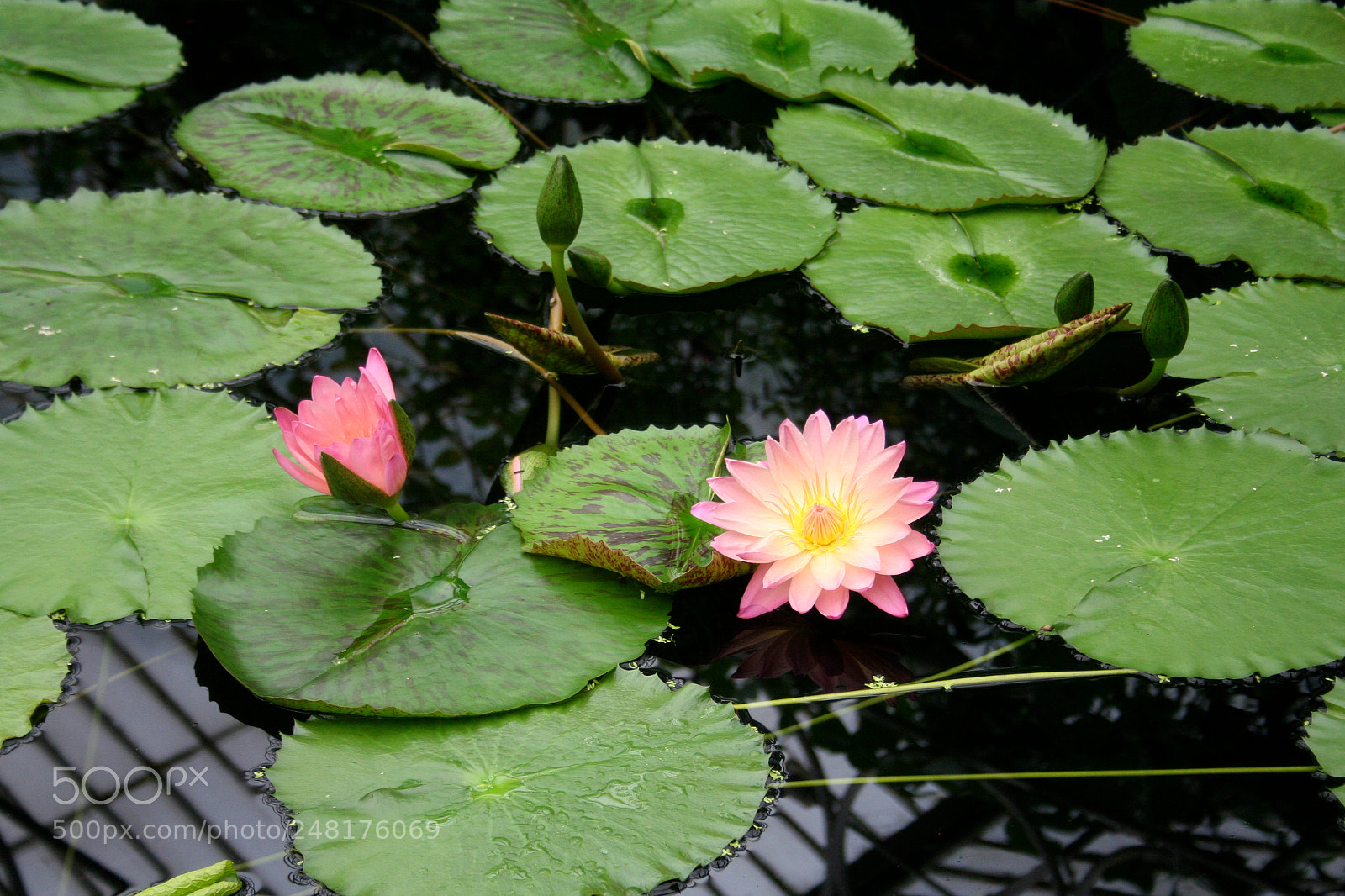 Canon EOS 350D (EOS Digital Rebel XT / EOS Kiss Digital N) sample photo. Img o photography