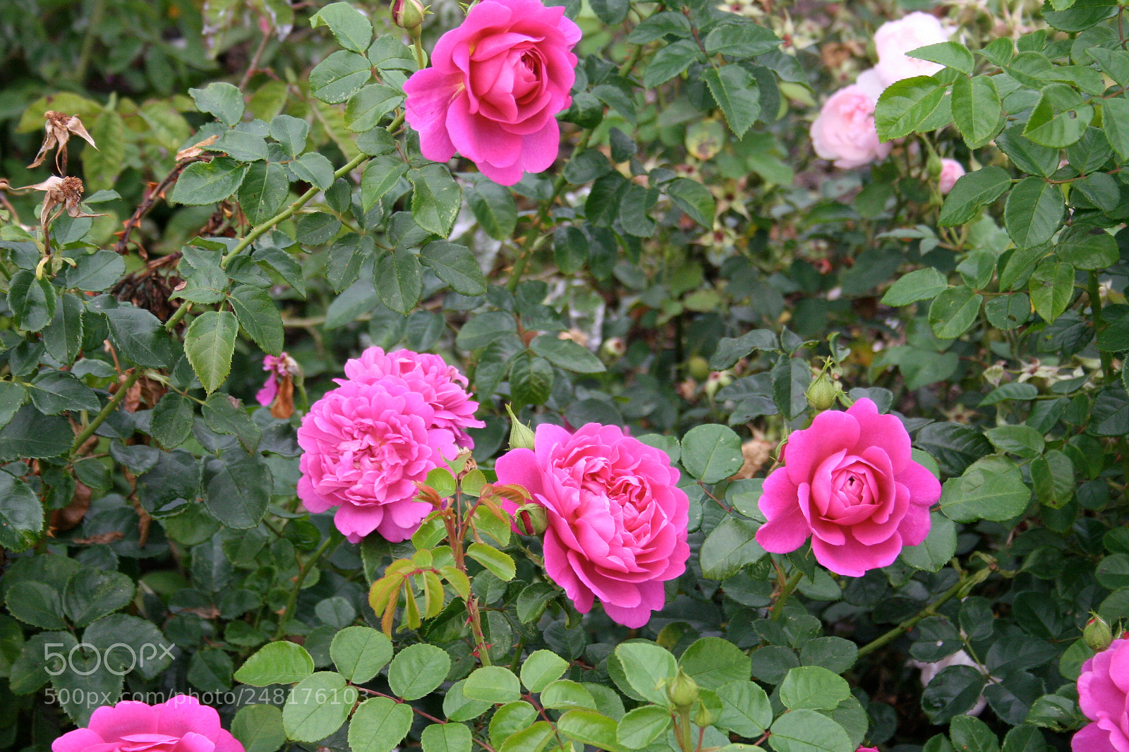 Canon EOS 350D (EOS Digital Rebel XT / EOS Kiss Digital N) sample photo. Img o photography
