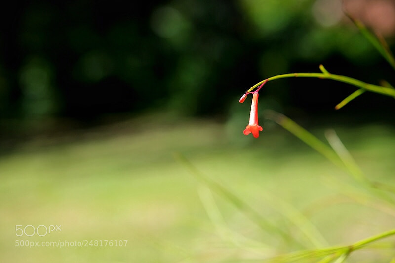 Fujifilm X-T10 sample photo. Petite mais belle photography