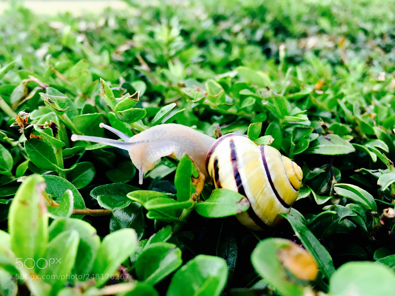 Apple iPhone 6s sample photo. Snail ? photography
