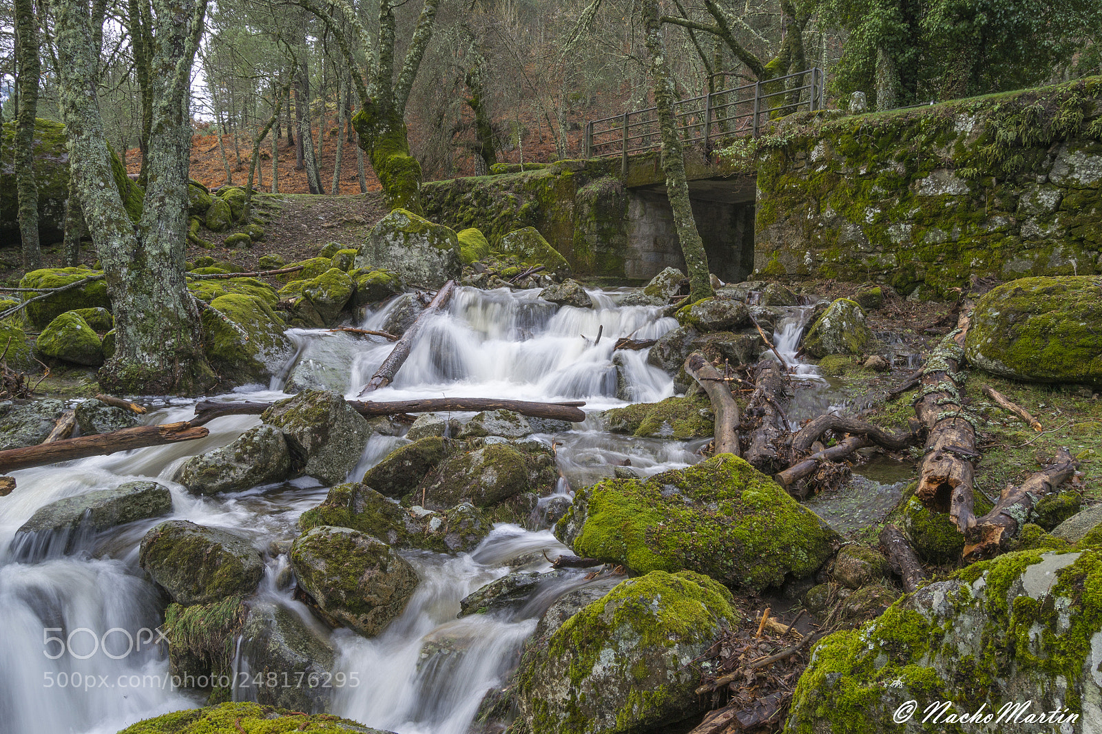 Nikon D3100 sample photo. Puente verde photography