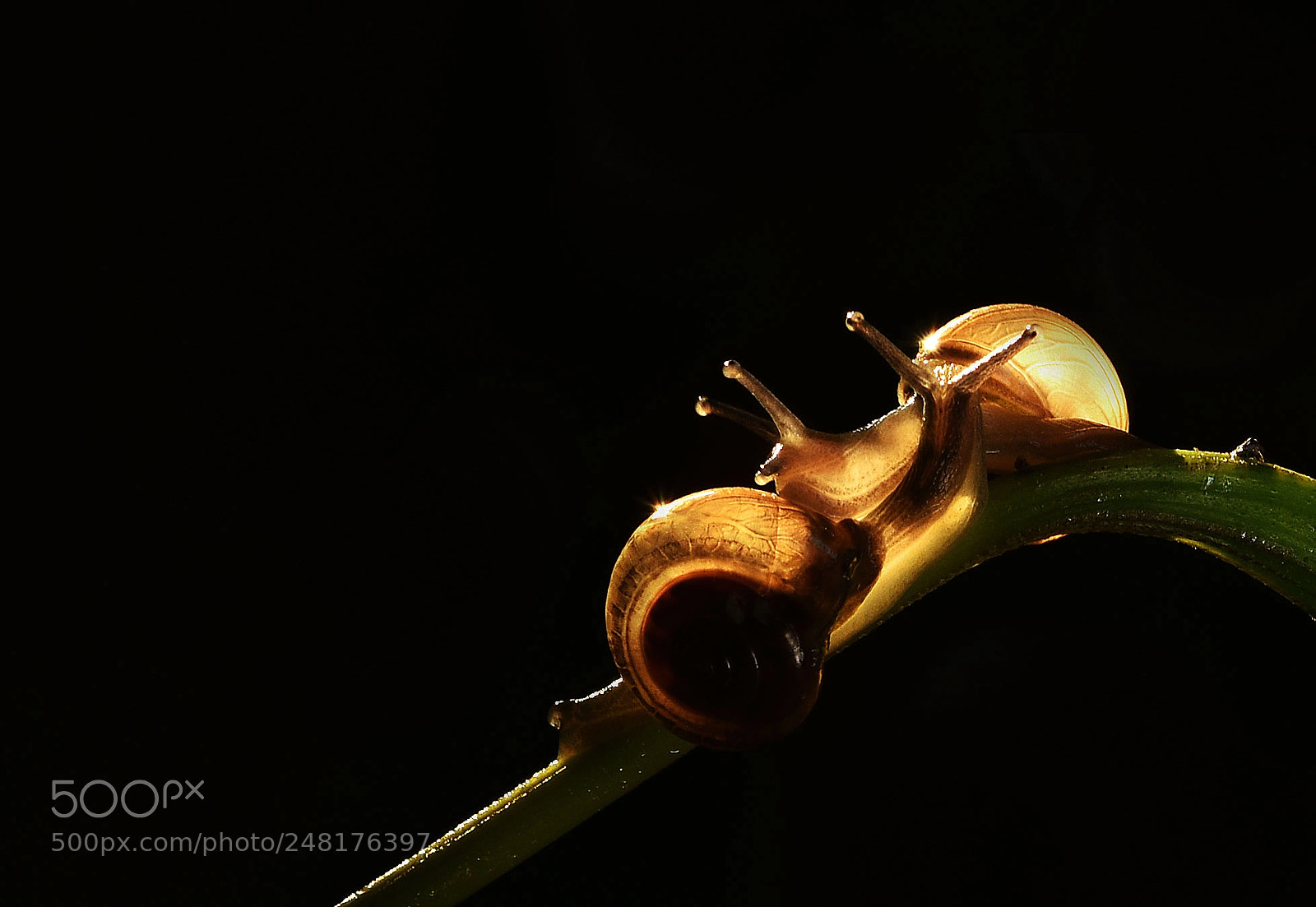 Nikon D7200 sample photo. Snail photography