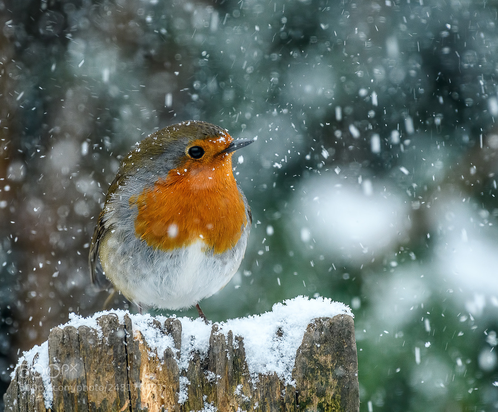 Nikon D500 sample photo. Robin in a blizzard photography