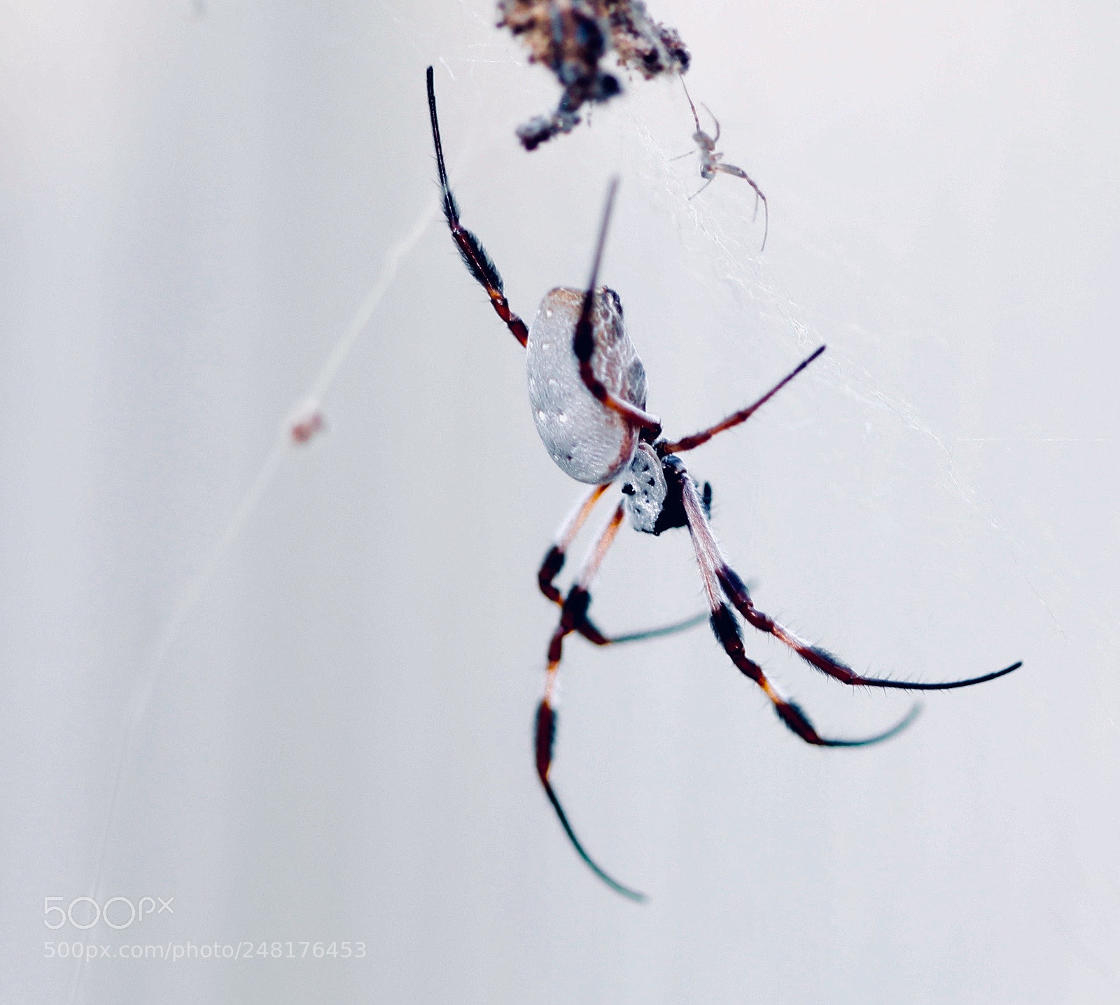 Canon EOS 1100D (EOS Rebel T3 / EOS Kiss X50) sample photo. Orb weaver 2 photography