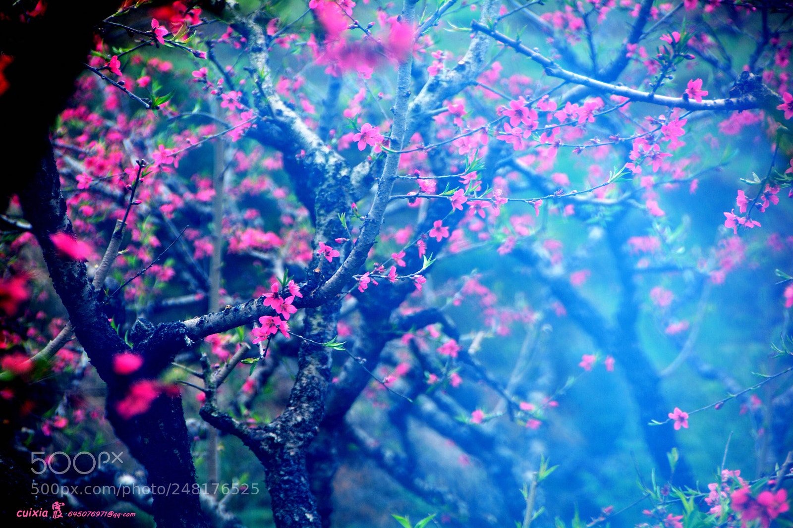 Nikon D5200 sample photo. The peach blossom in photography